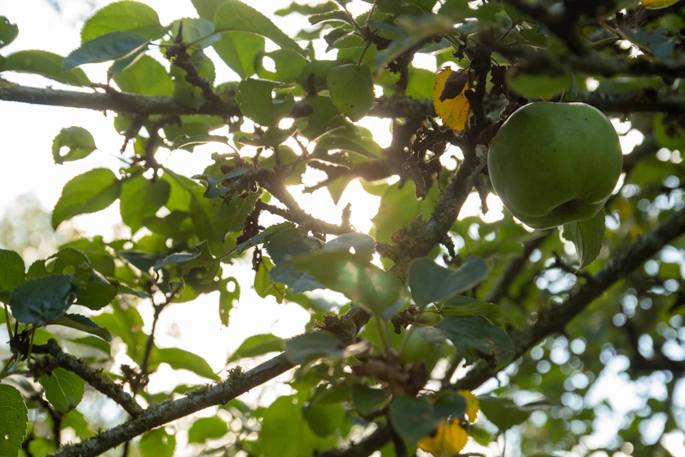 Green apple growing on a tree
