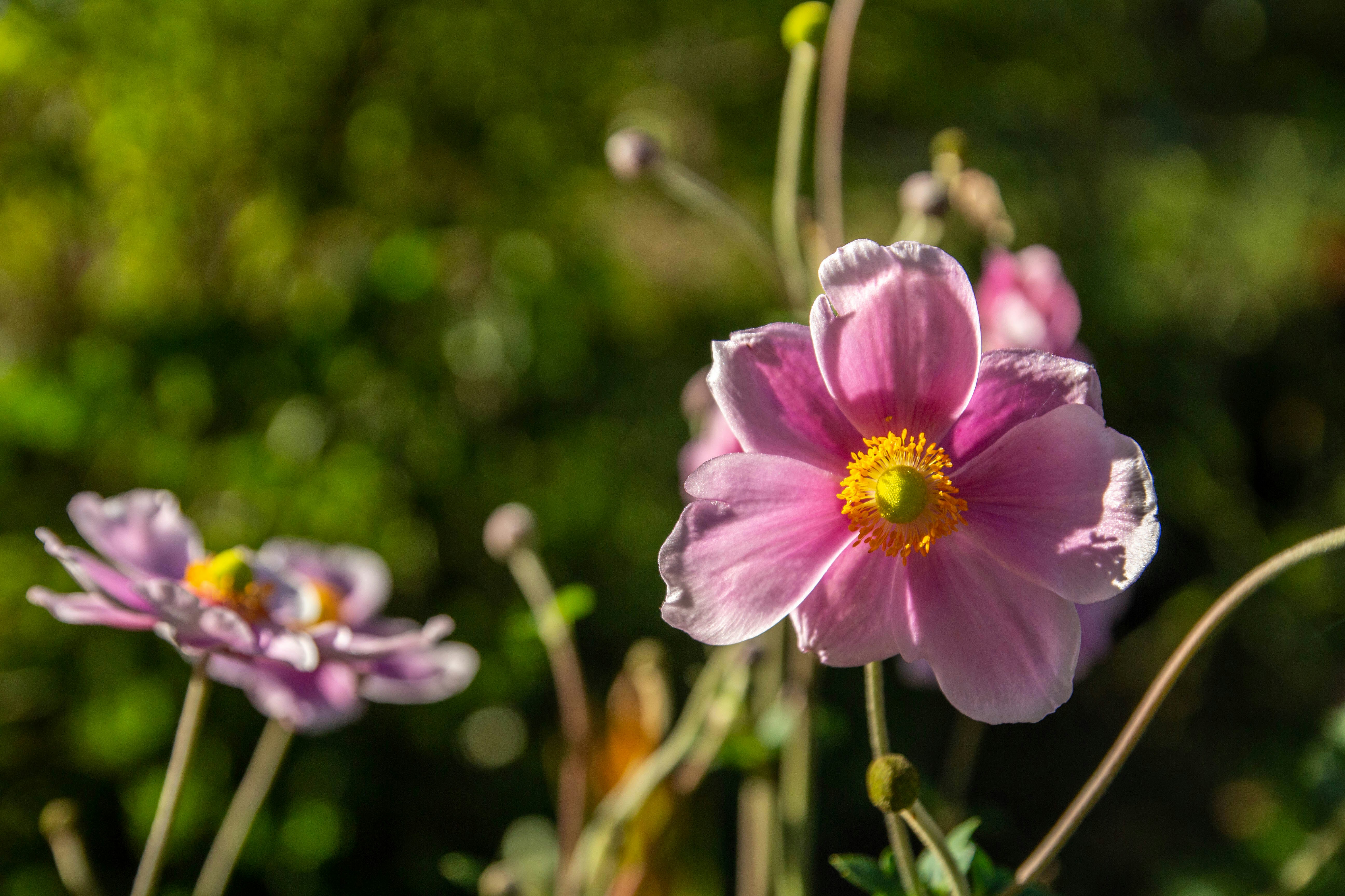 A group of pink flowers with water droplets on them