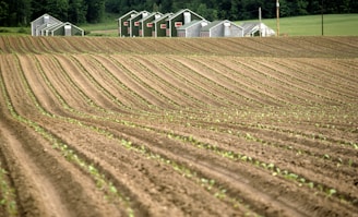 A farm field with rows of crops in the foreground