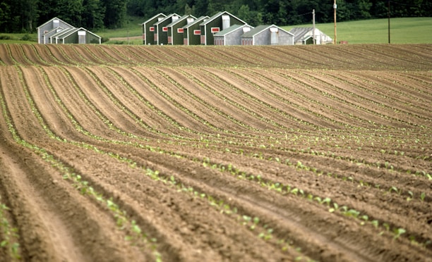 A farm field with rows of crops in the foreground