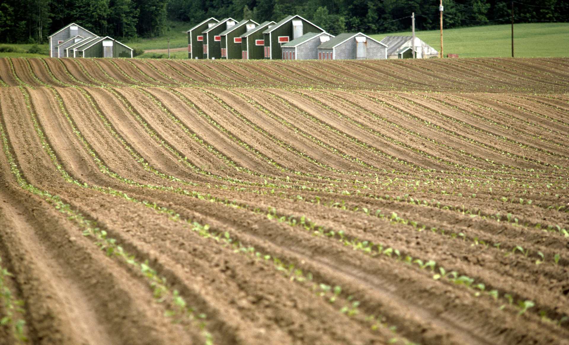 A farm field with rows of crops in the foreground