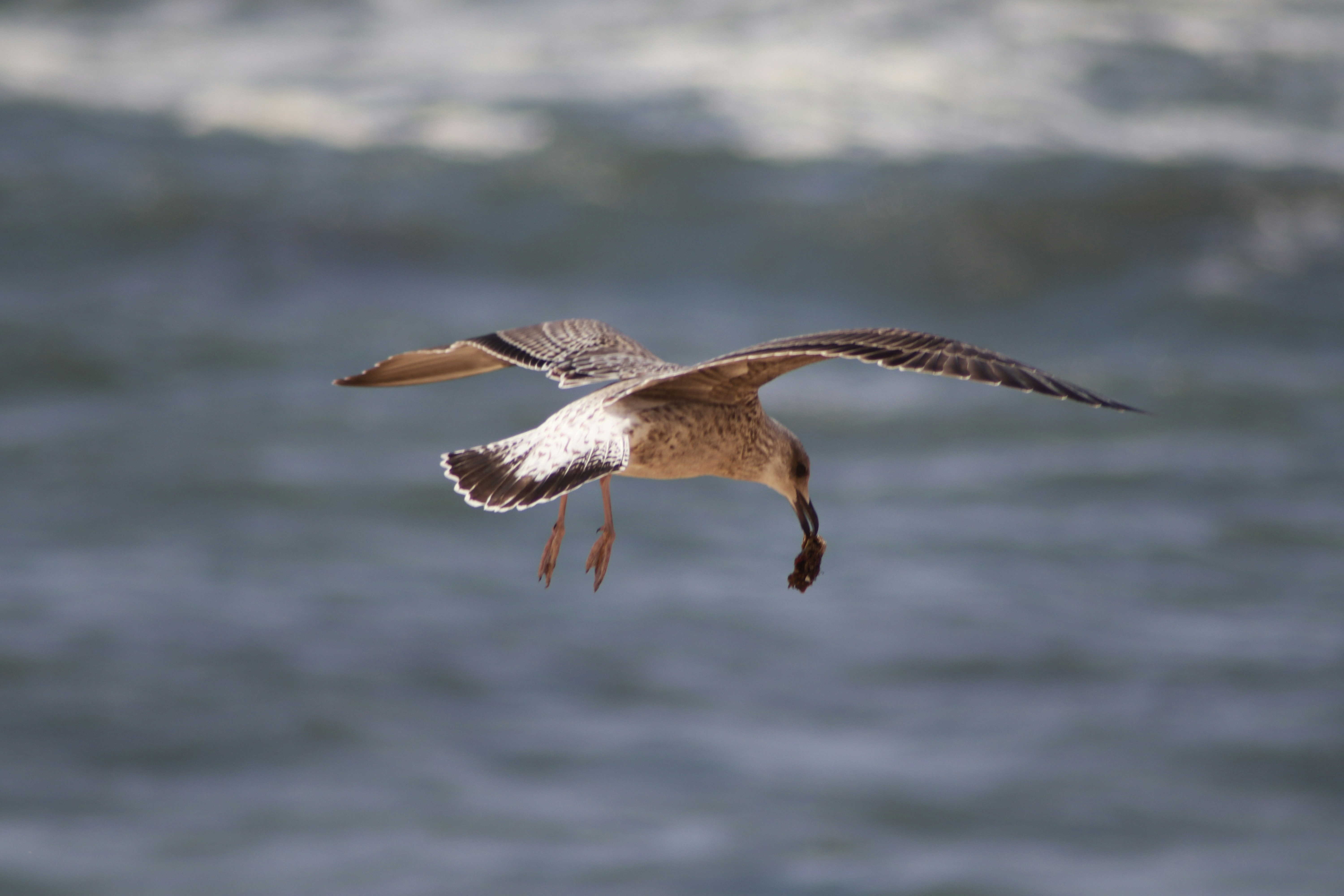 Photo by lfcsfilipesousa