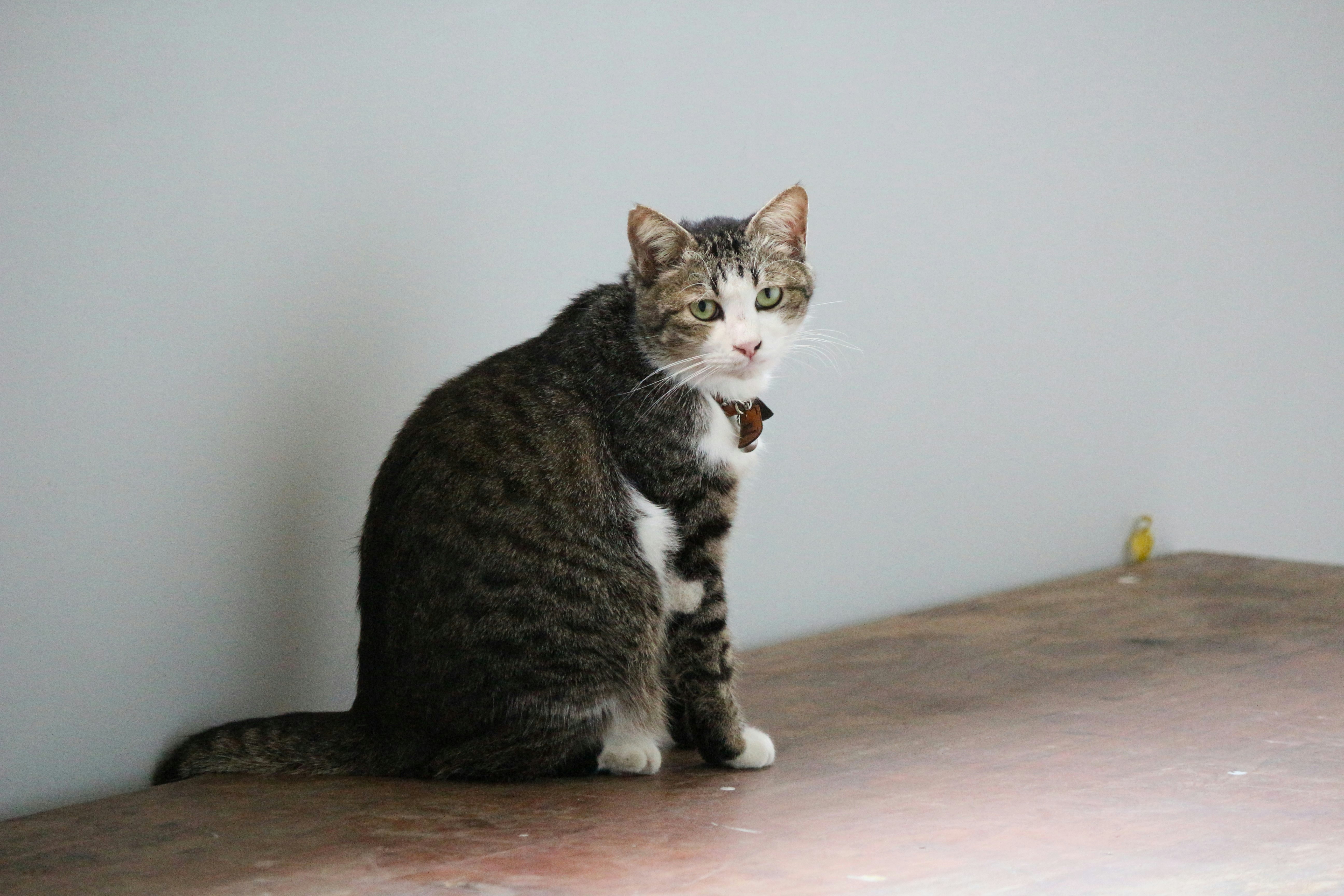 A cat sitting on top of a wooden table photo – Free Cat Image on Unsplash
