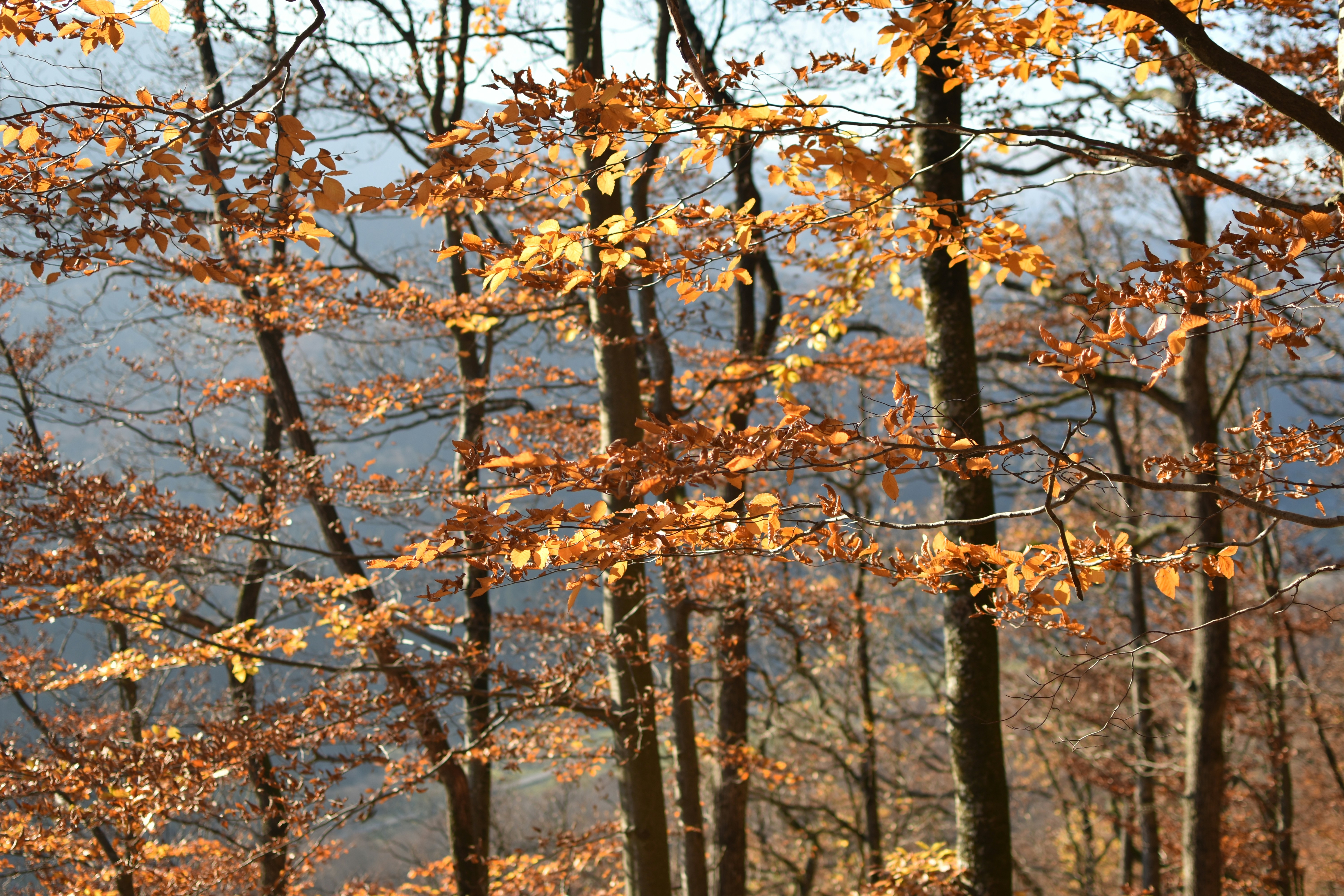A bench sitting in the middle of a forest