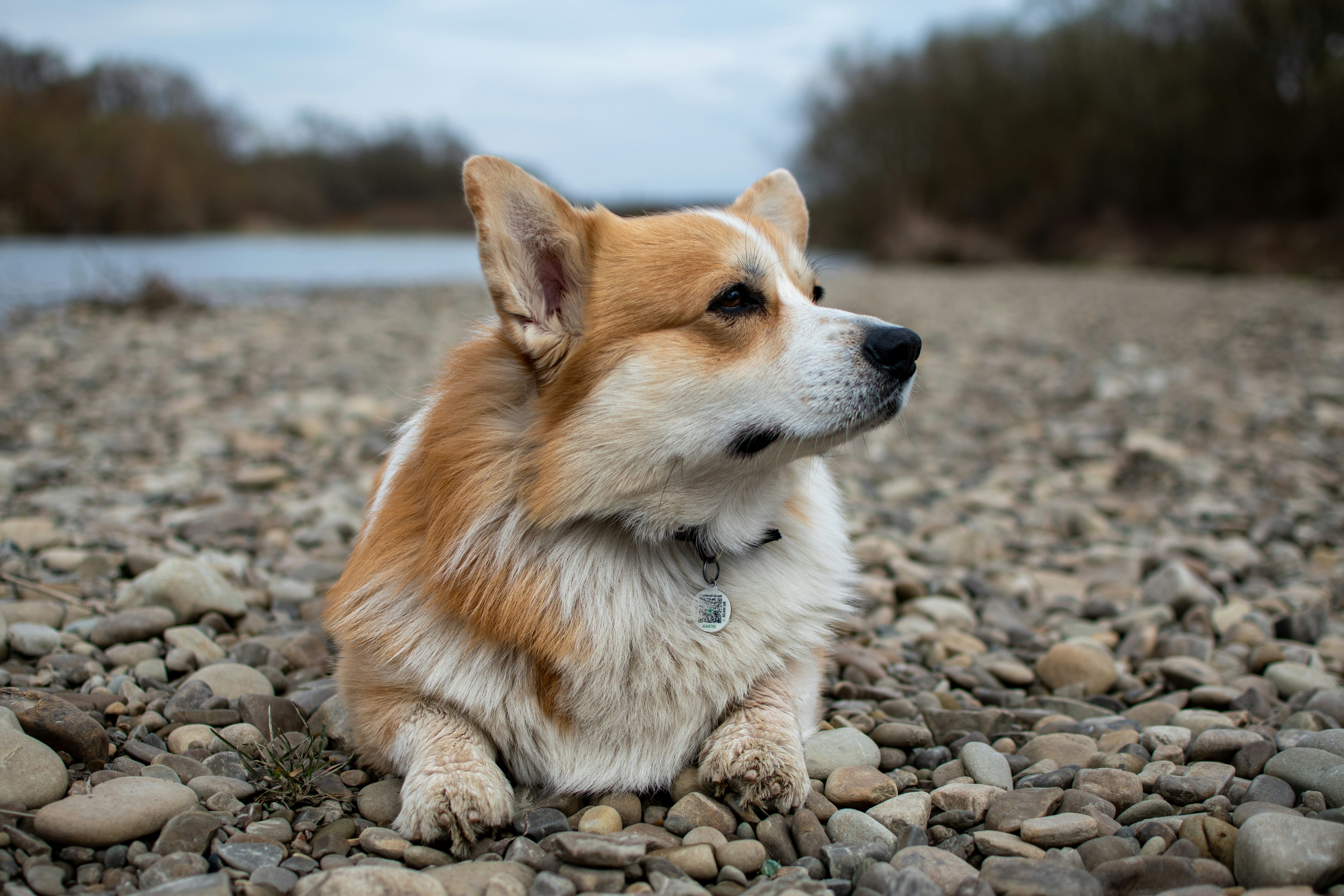 A brown and white dog sitting on top of a rocky beach