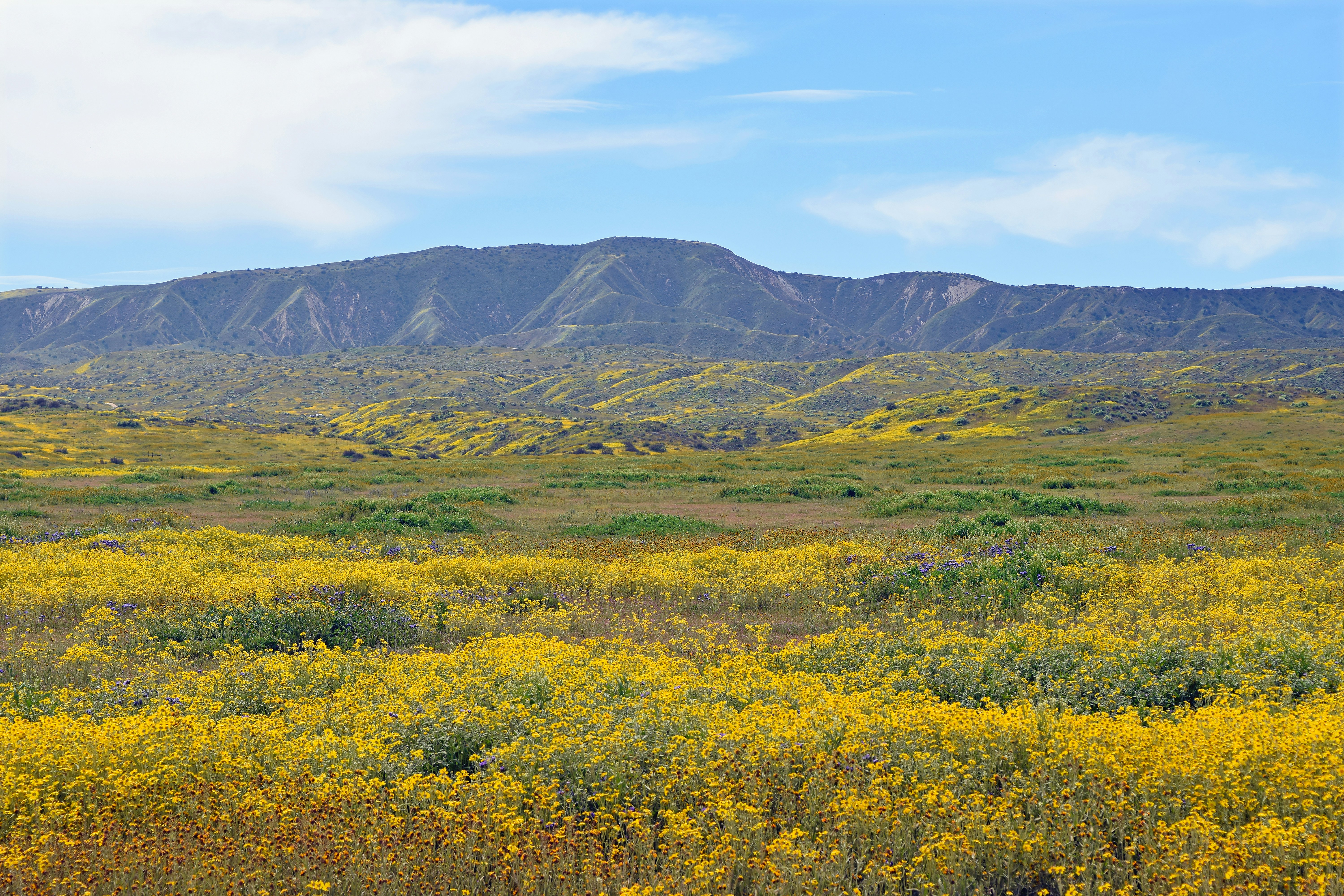 A field of yellow flowers with a mountain in the background