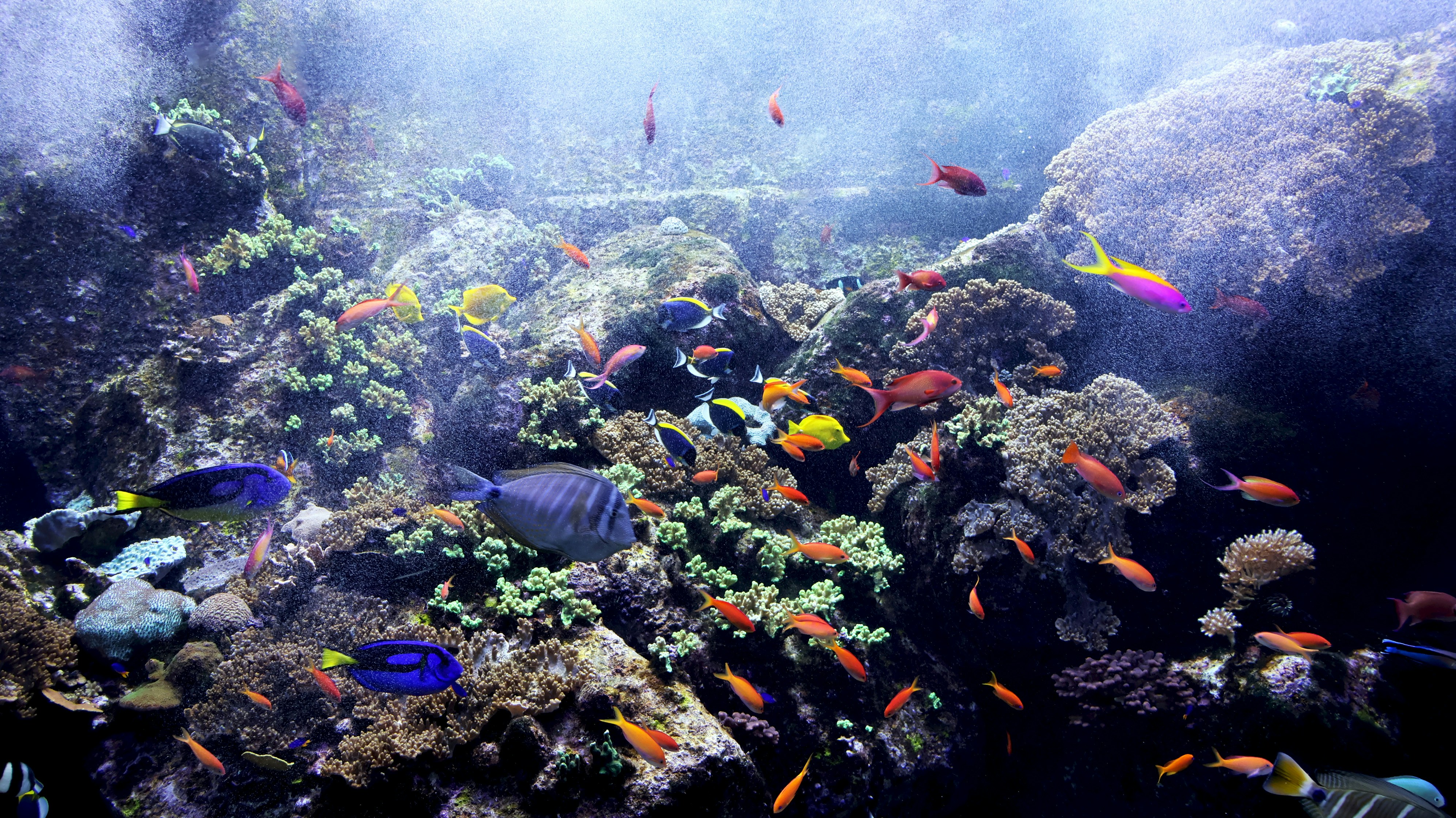 A large aquarium filled with lots of colorful fish