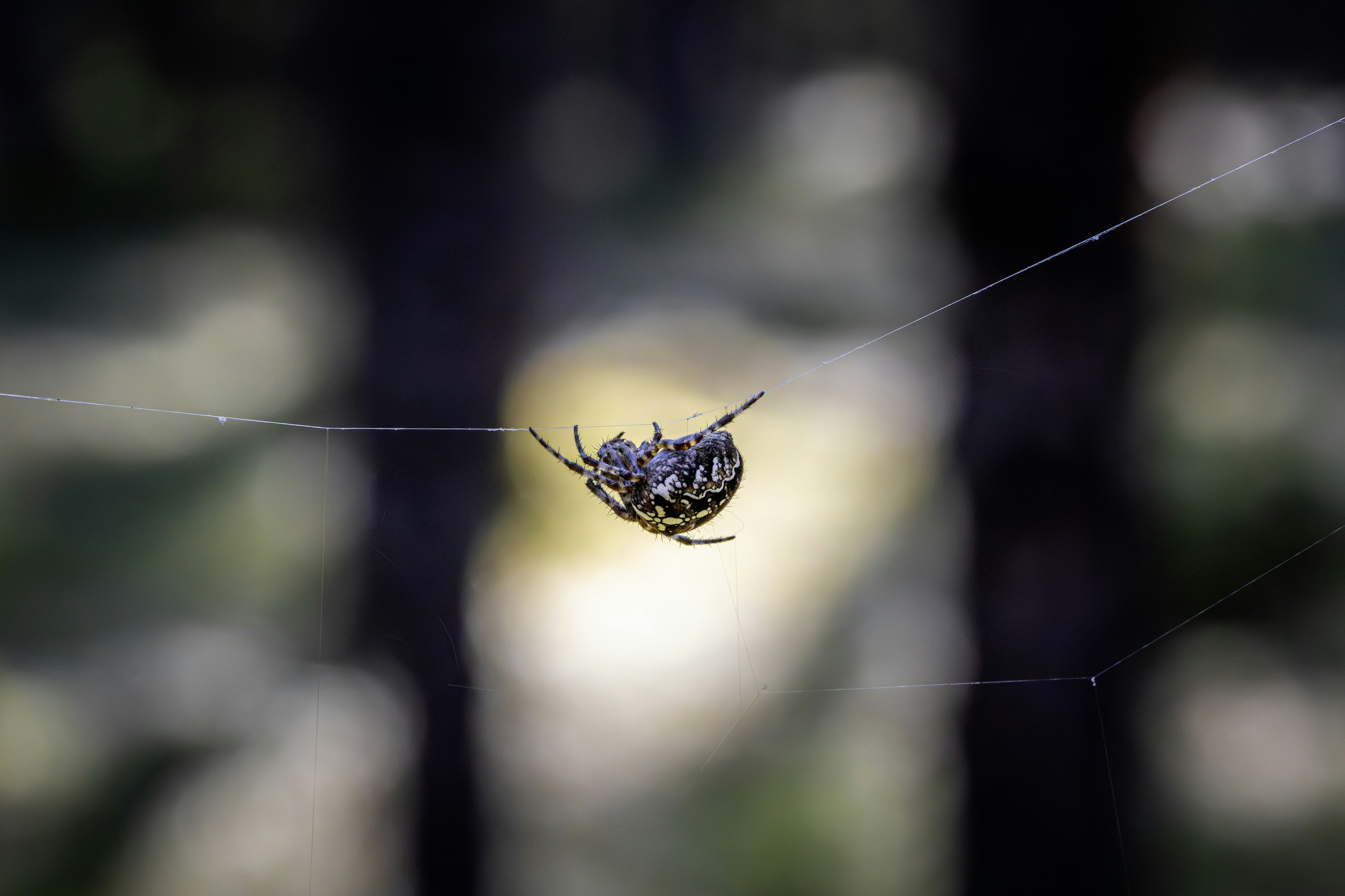 Photo by erik_karits