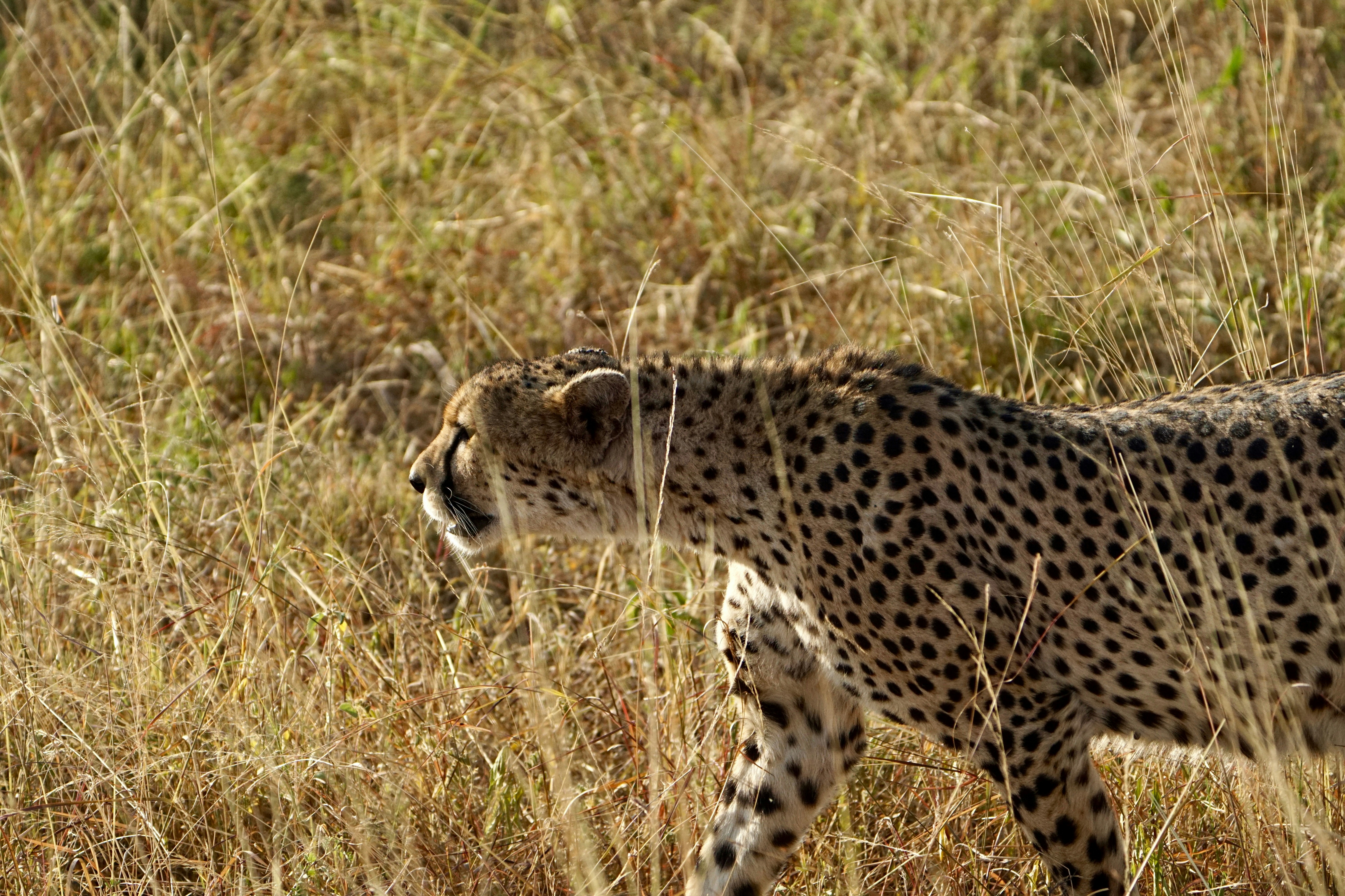 Tracking Their Journey (image credits: unsplash)