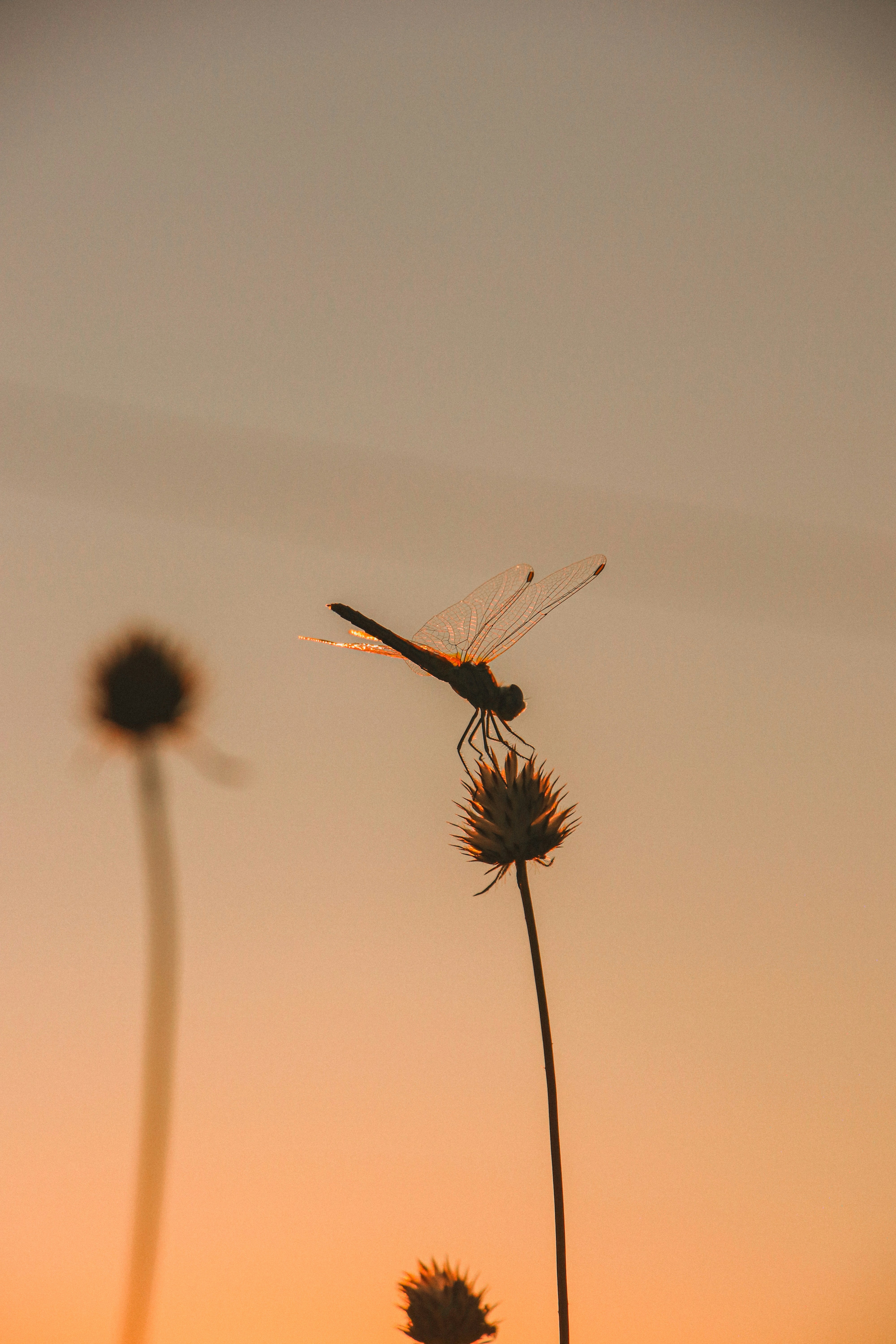 A dragonfly sitting on top of a flower at sunset photo – Free Sunset ...