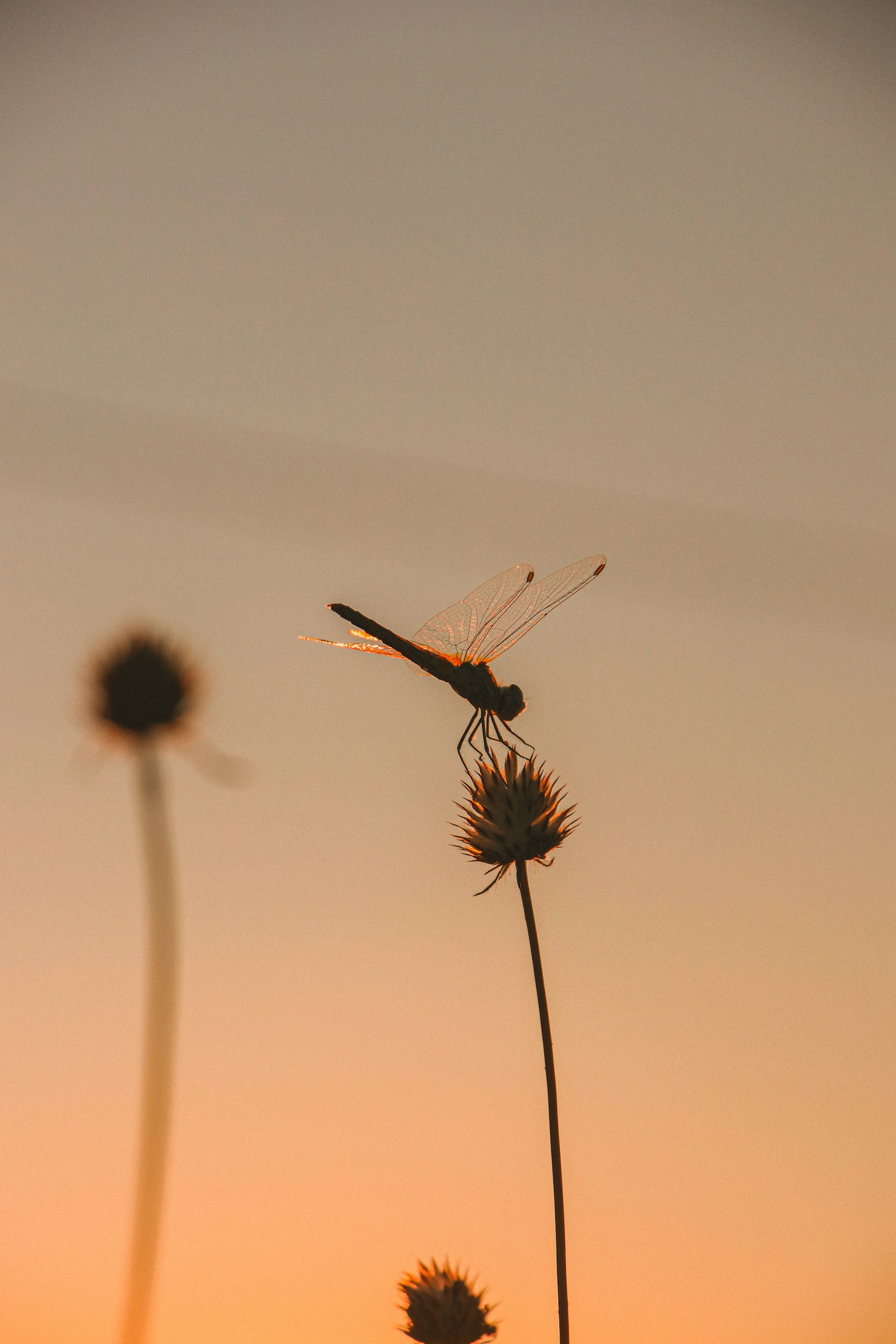 A dragonfly sitting on top of a flower at sunset