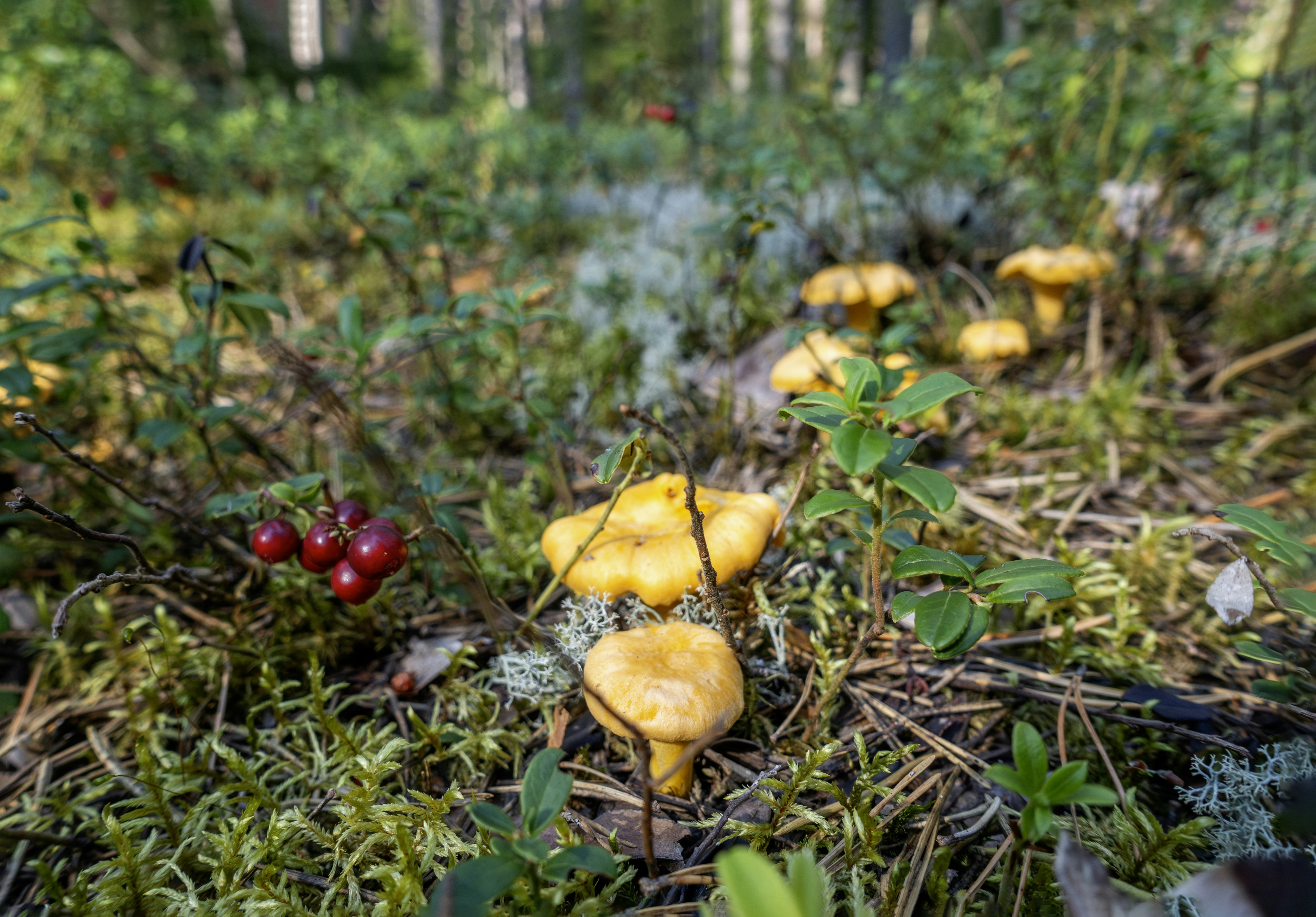 Panties, porno, paypoqlar, garters