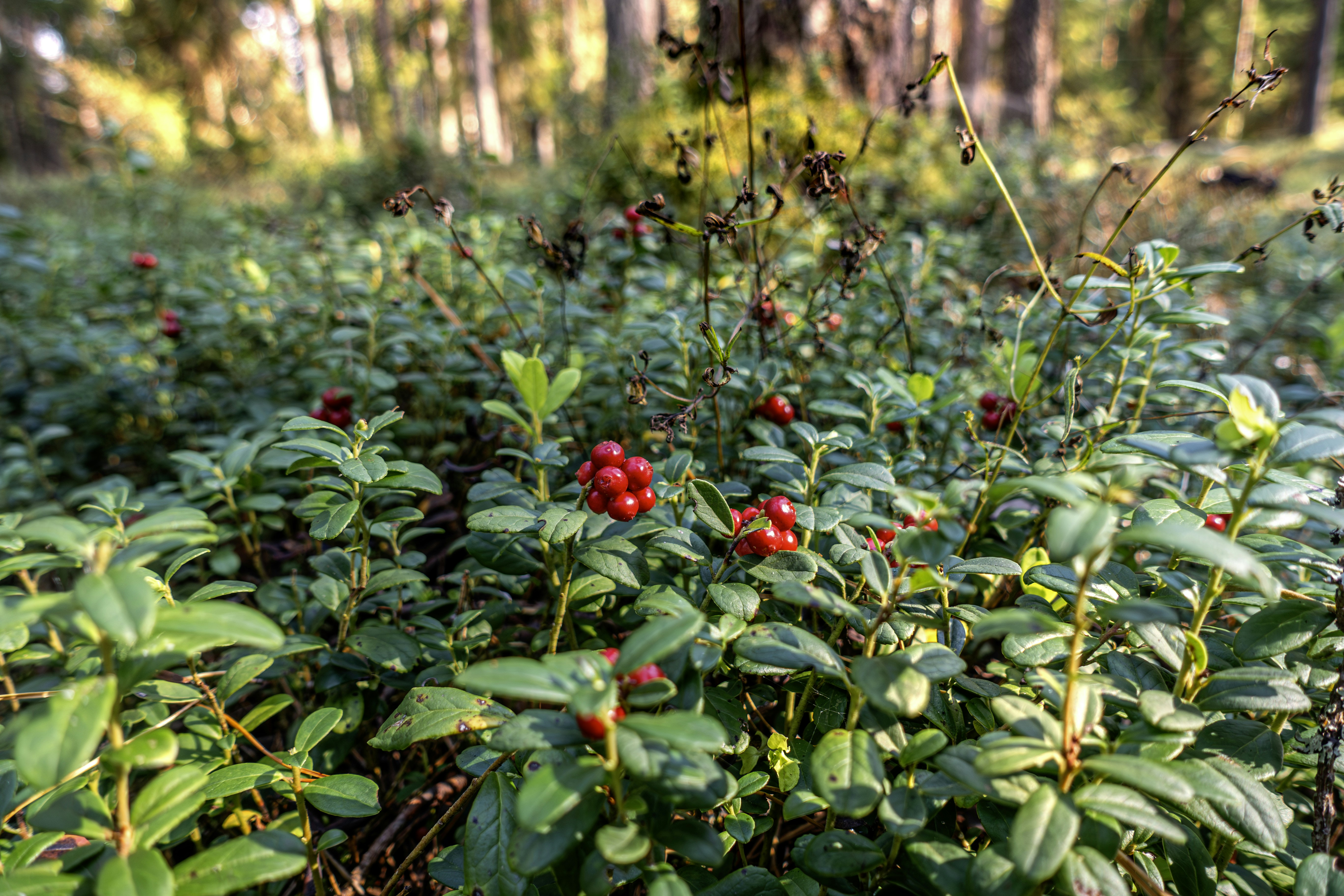 Photo by erik_karits