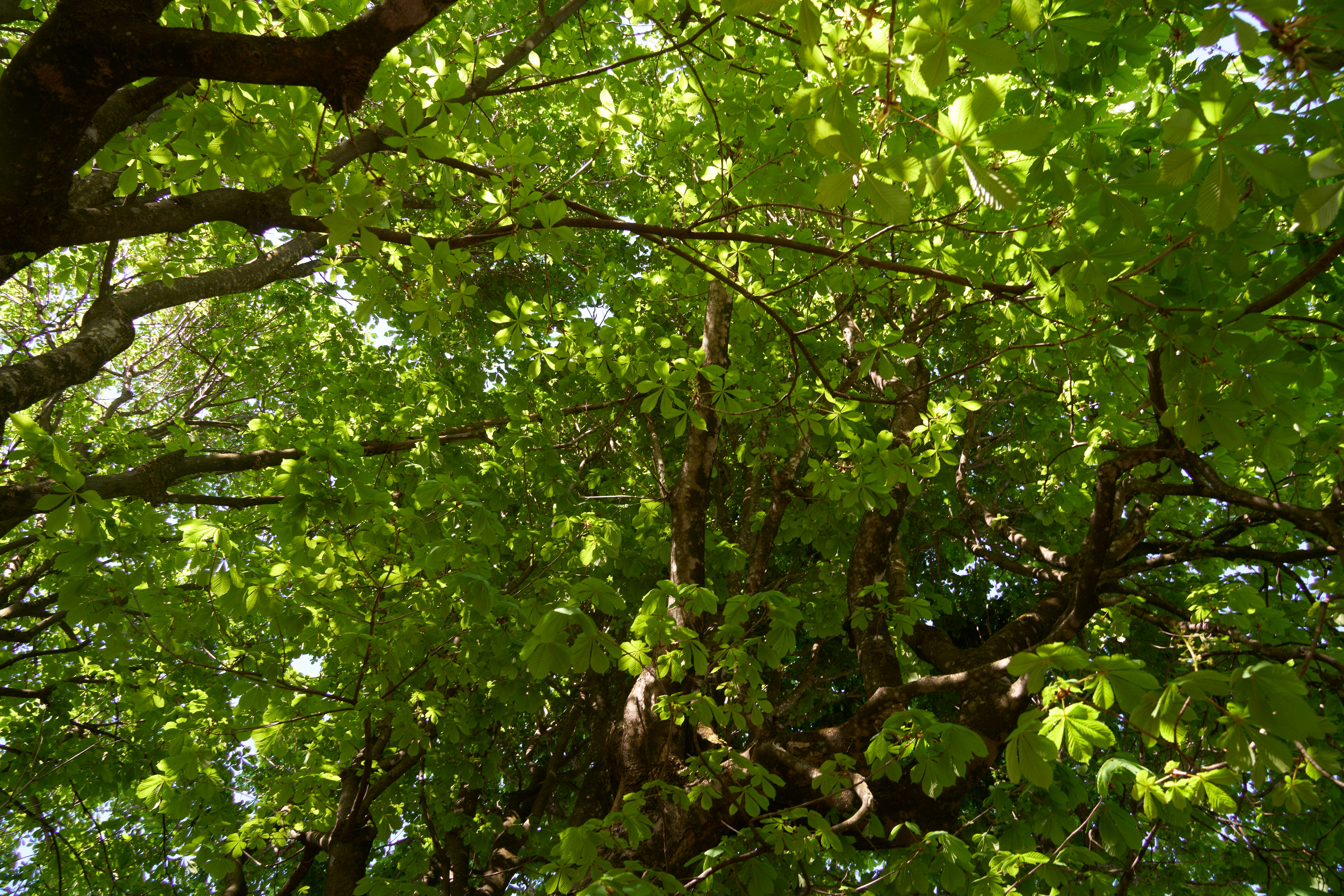 Photo by wolfgang_hasselmann