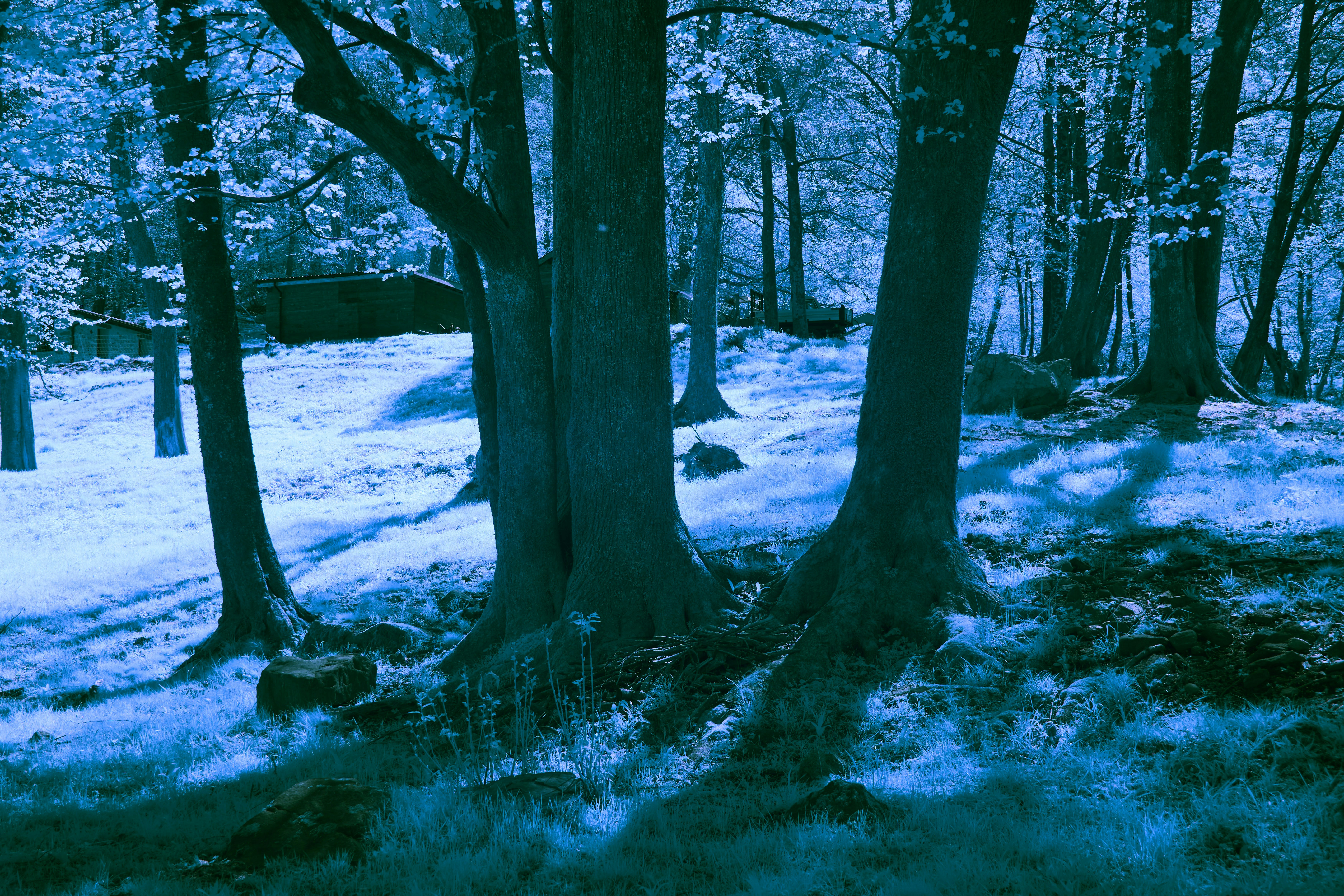 Photo by wolfgang_hasselmann