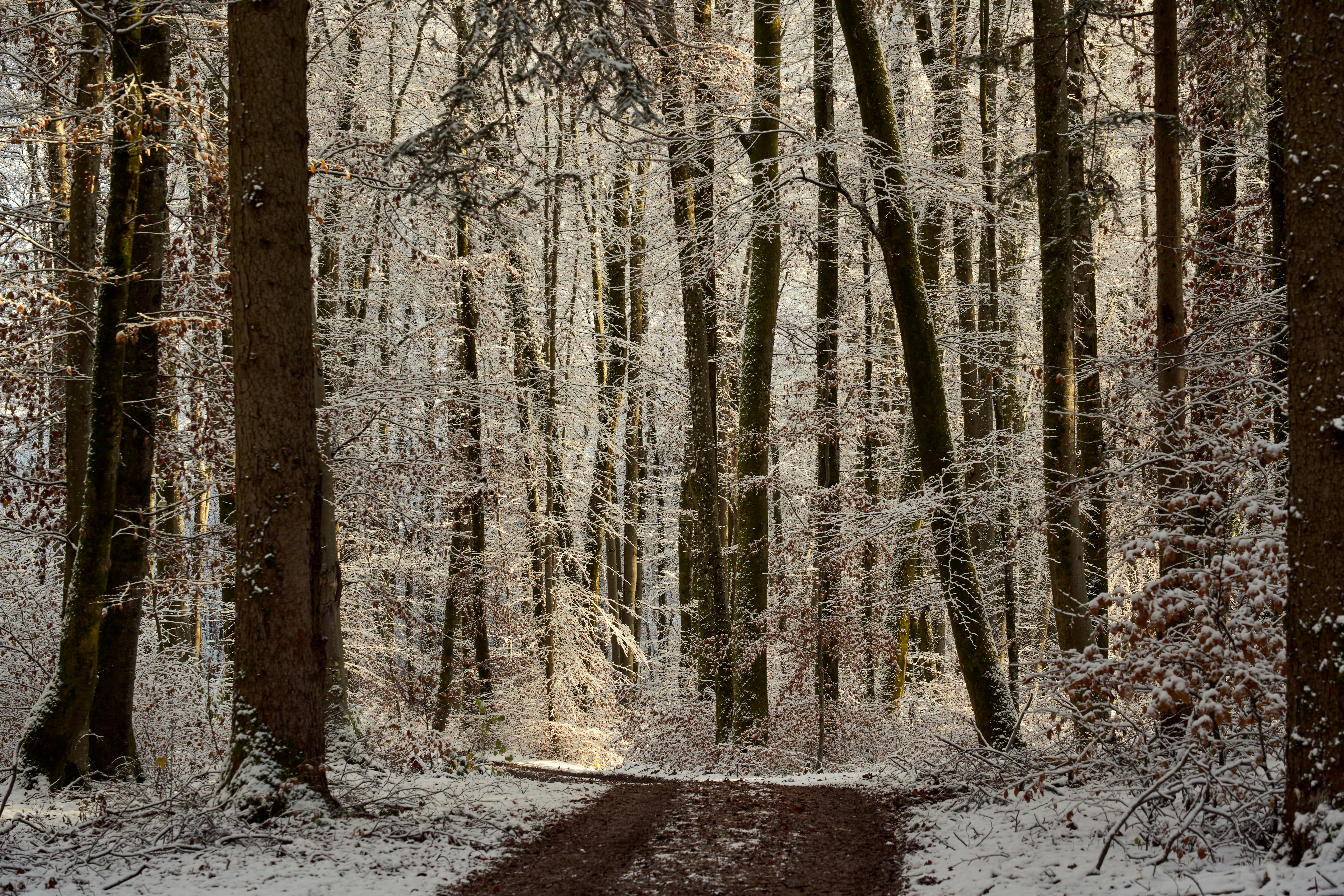 Photo by wolfgang_hasselmann