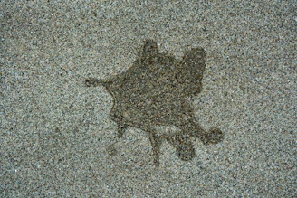 A picture of a cat on the ground