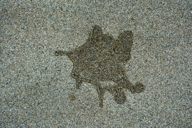 A picture of a cat on the ground
