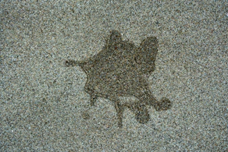 A picture of a cat on the ground