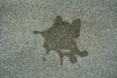 A picture of a cat on the ground