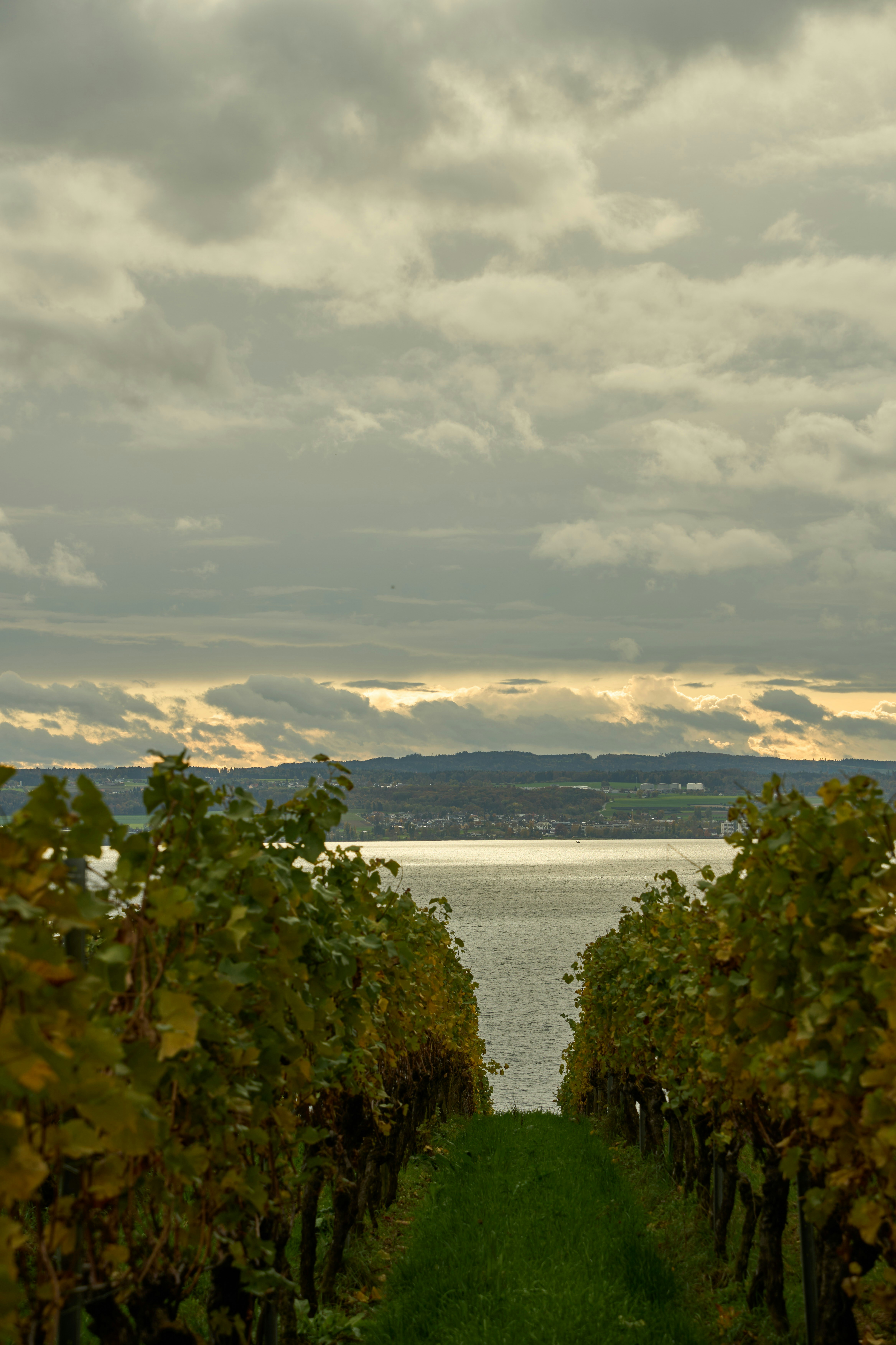 Photo by wolfgang_hasselmann