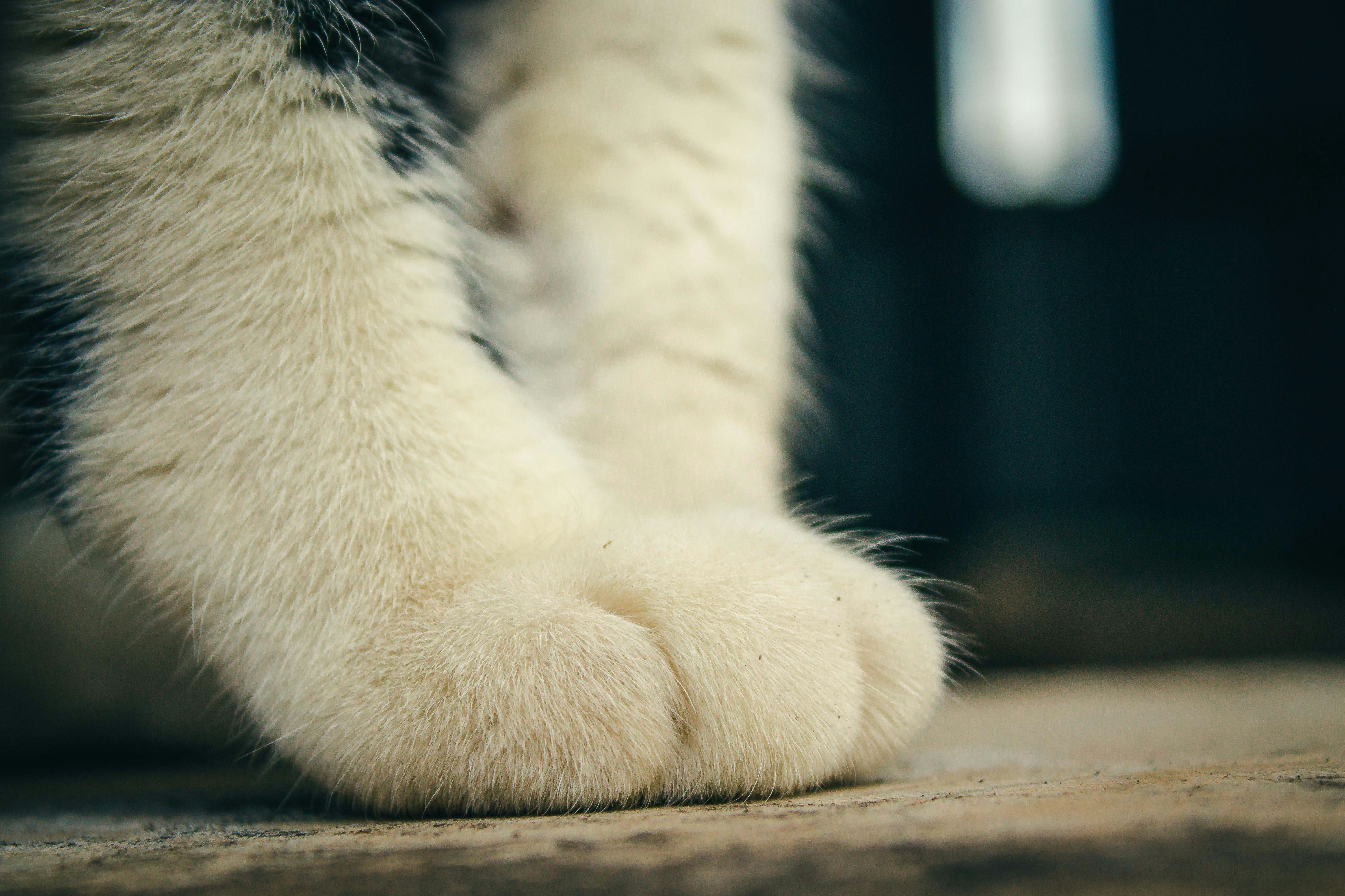 A close up of a cat's paw with a blurry background