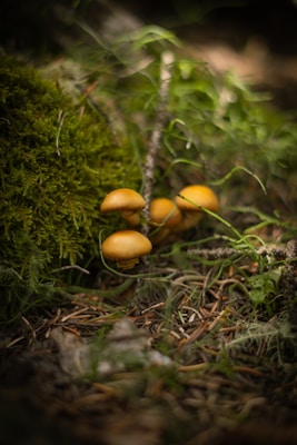 A group of mushrooms sitting on top of a forest floor