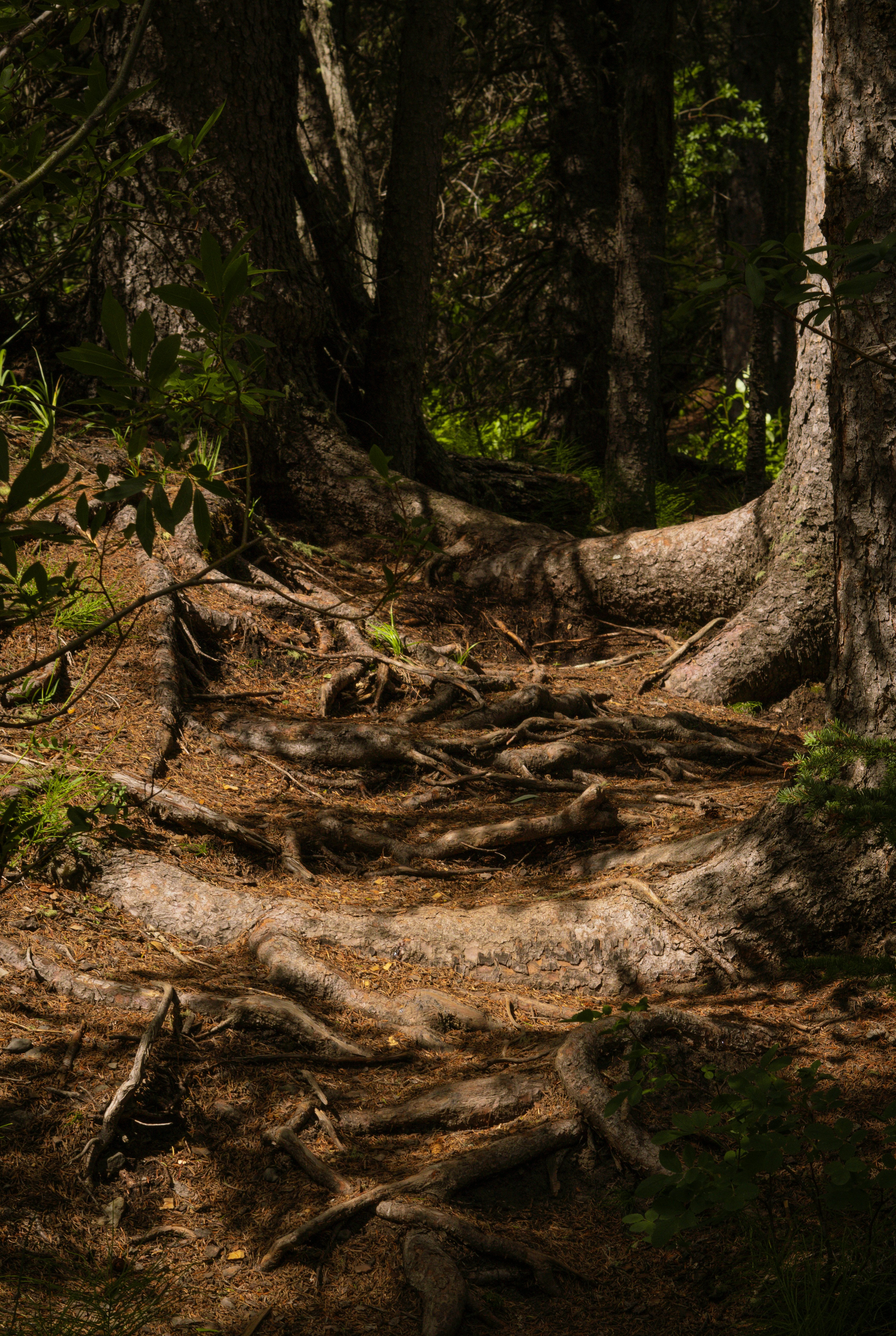 A trail in the woods with lots of trees