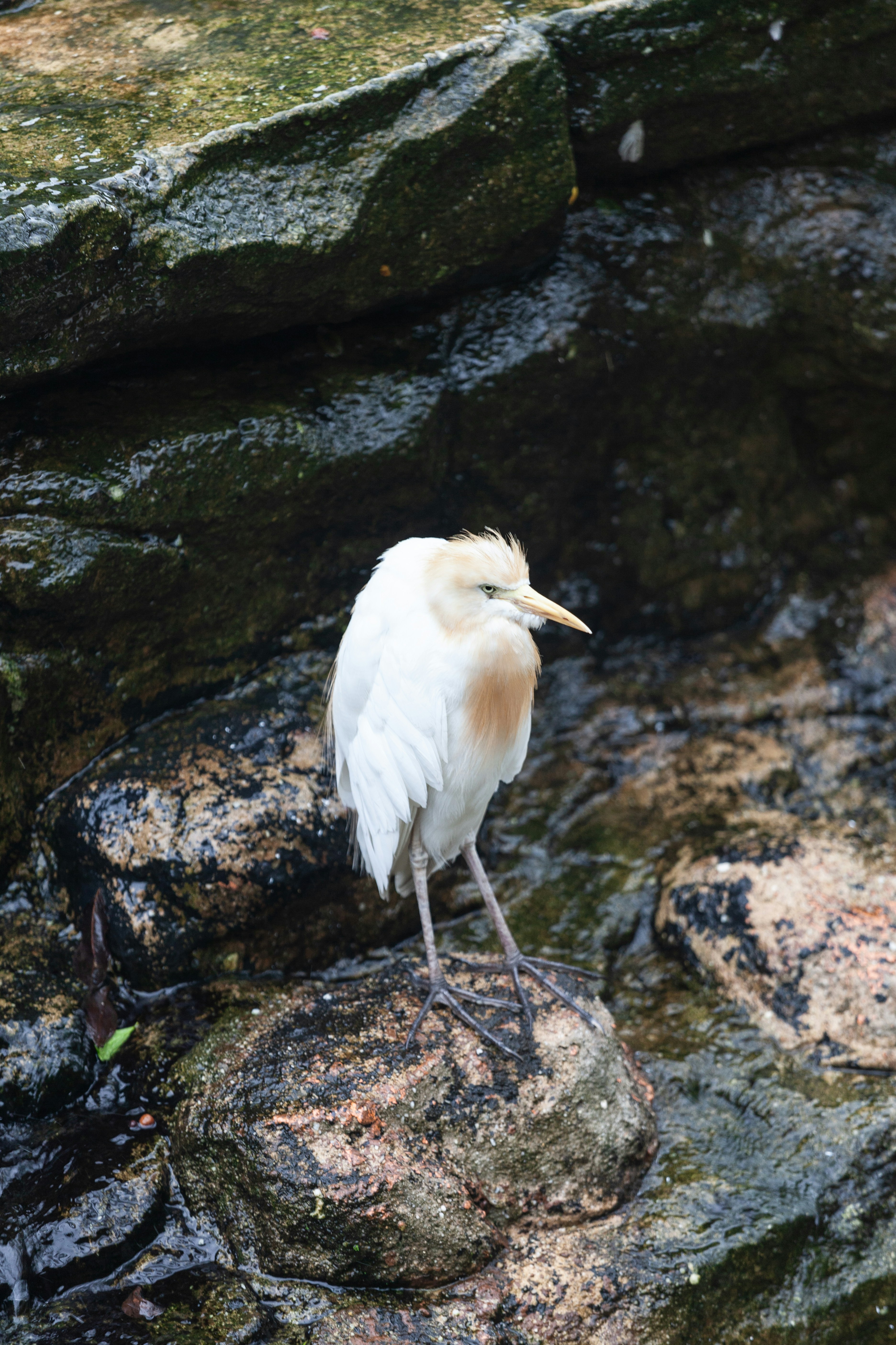 A white bird standing on top of a rock