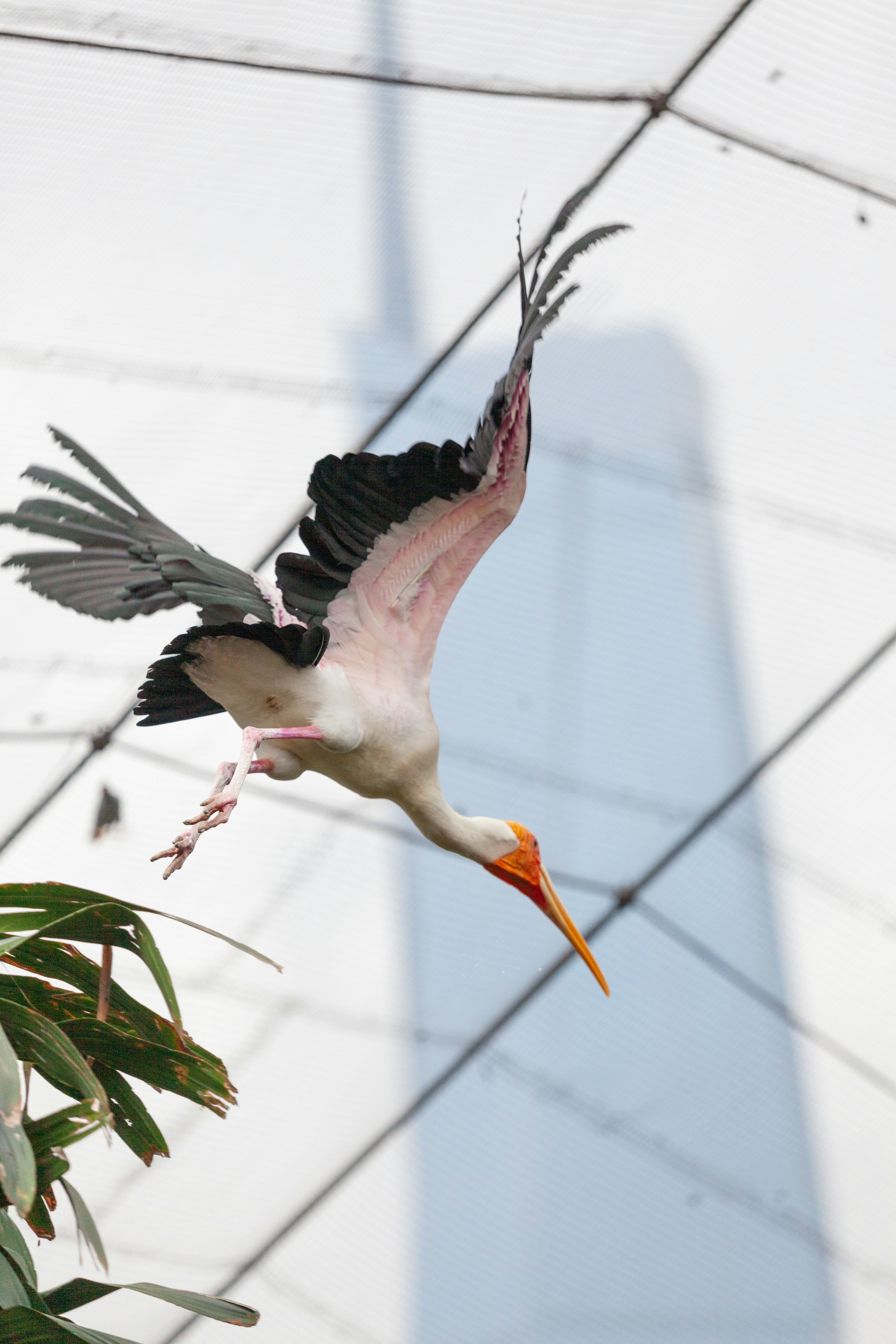 A large bird with a long beak flying through the air