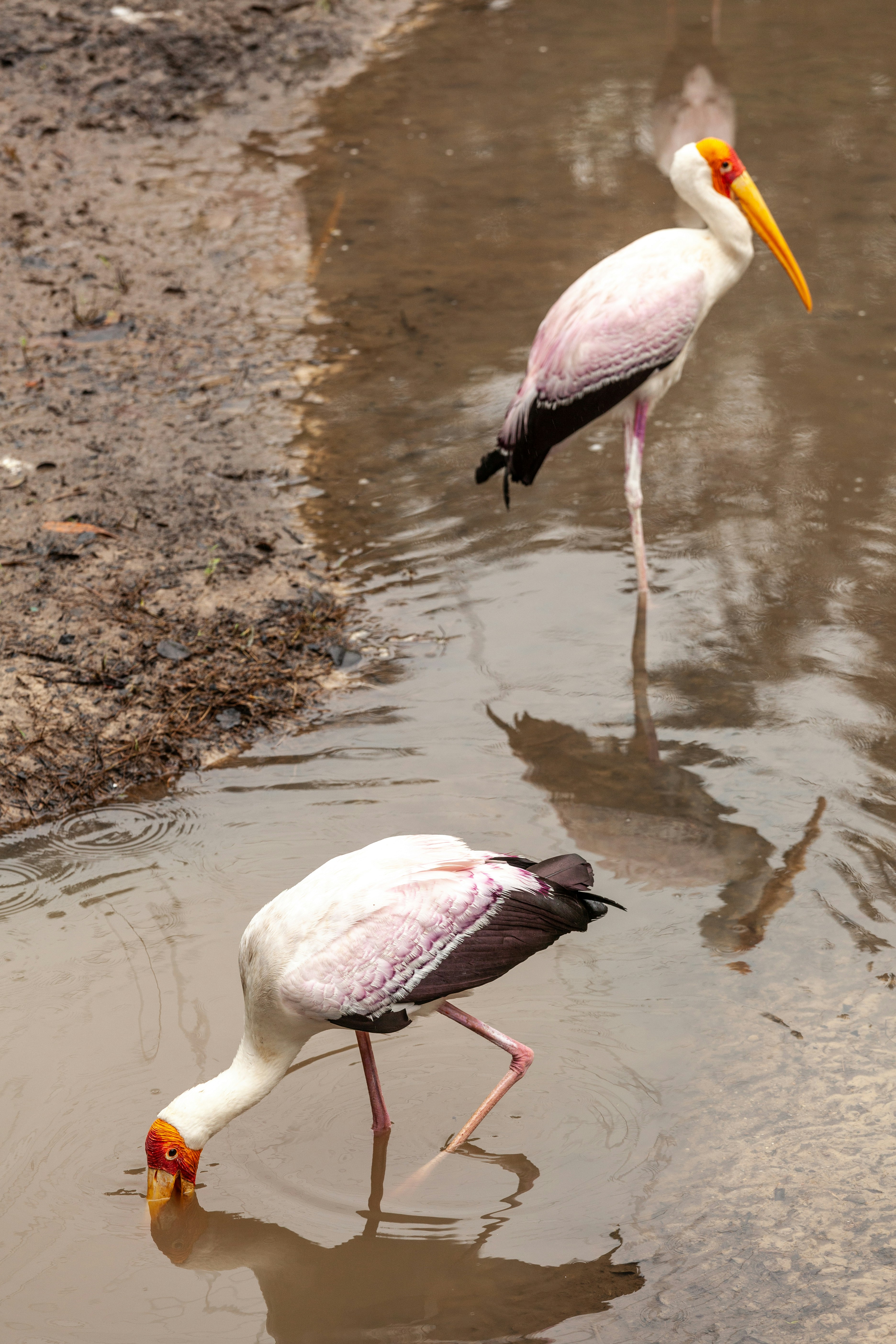 A couple of birds that are standing in the water