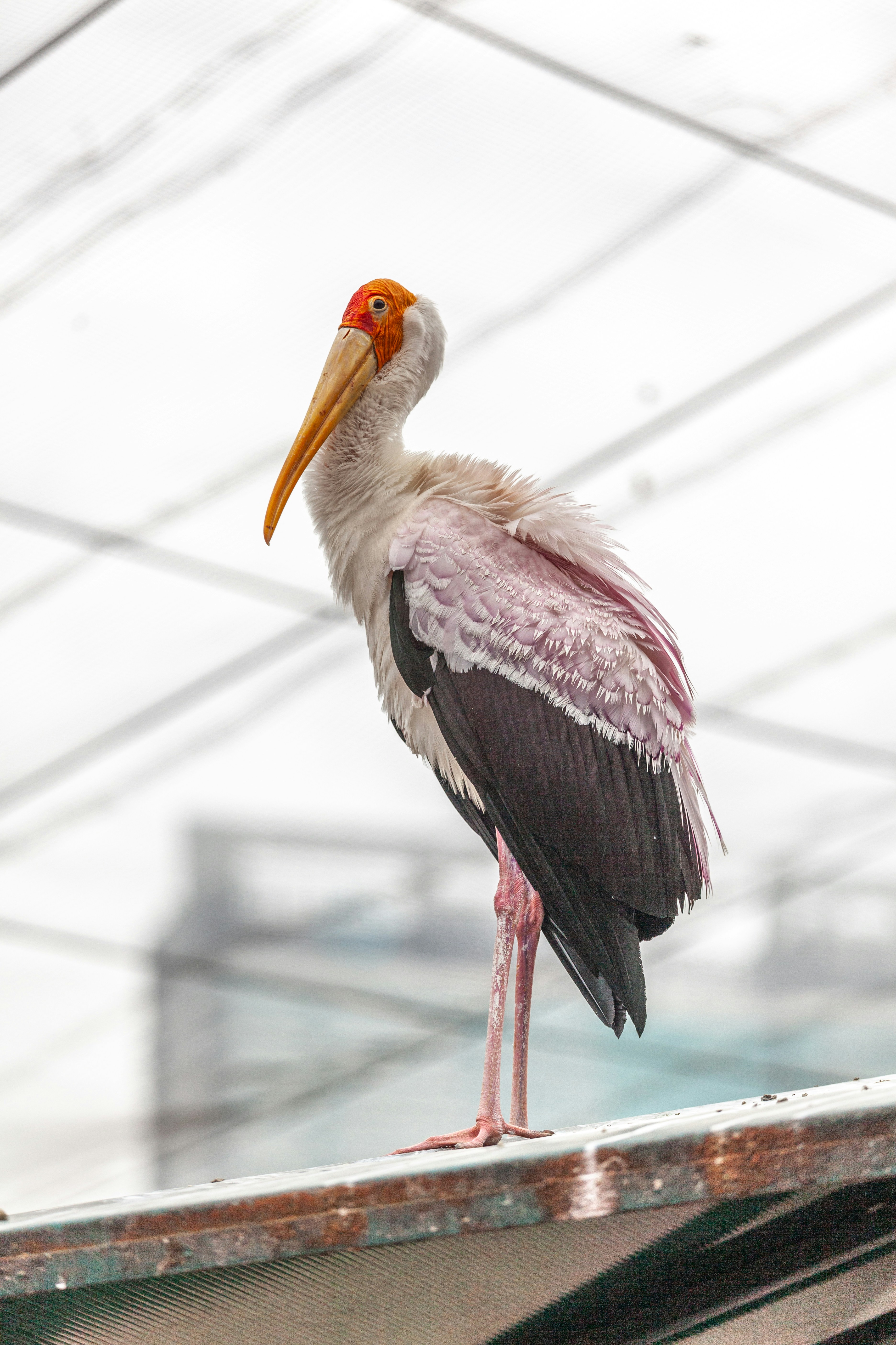 A large bird standing on top of a roof