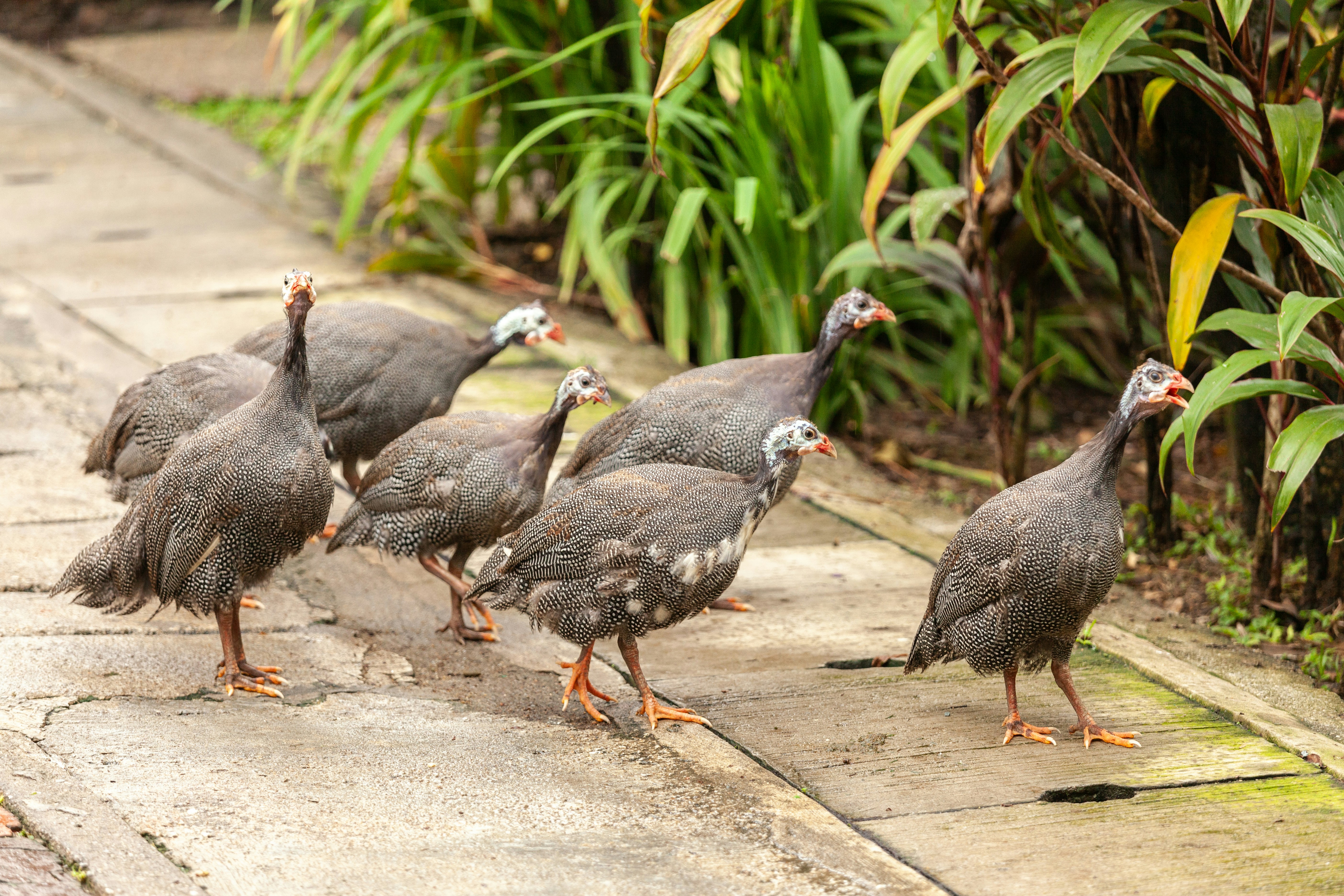 A group of birds walking down a sidewalk