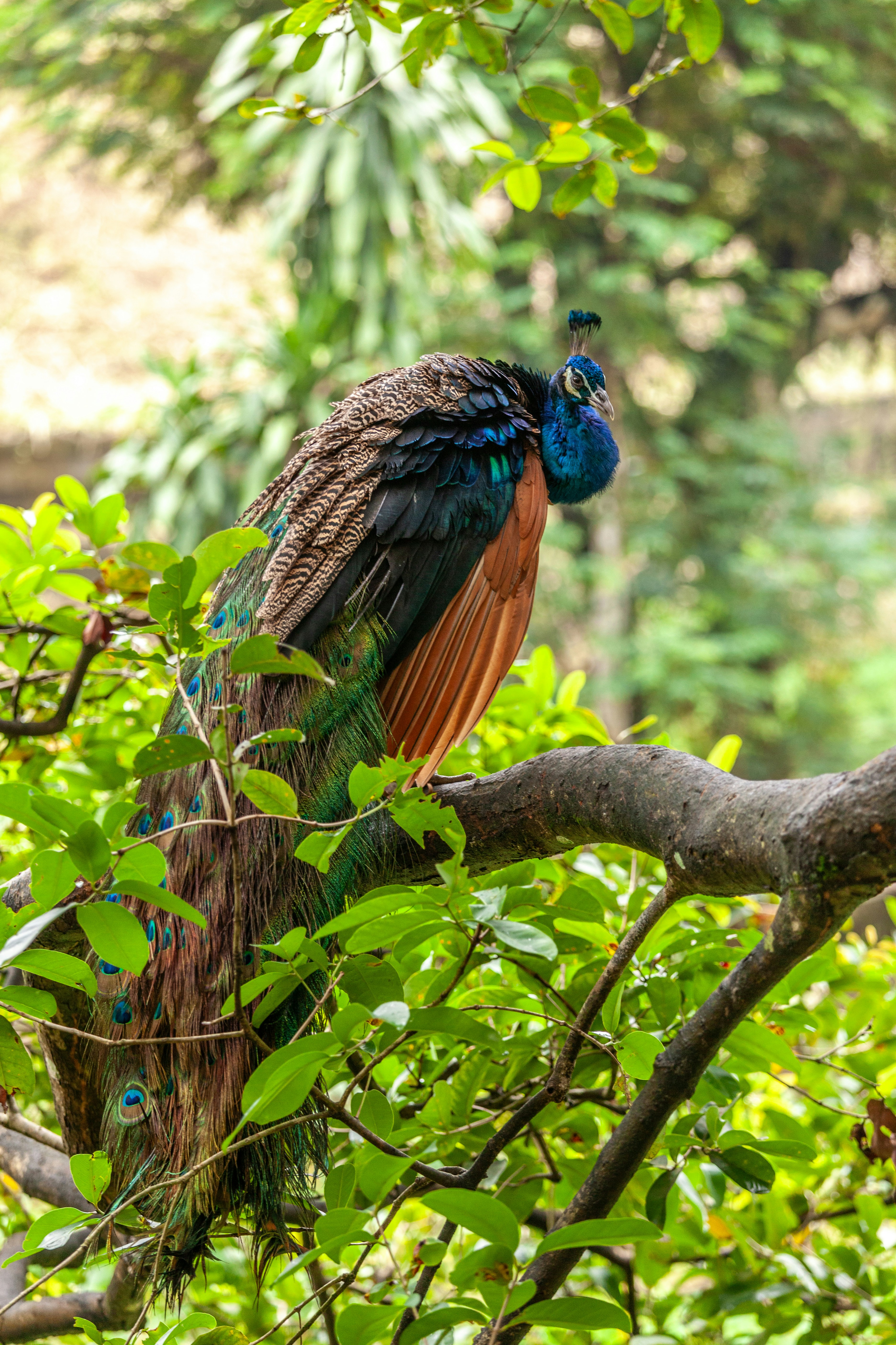A peacock sitting on top of a tree branch