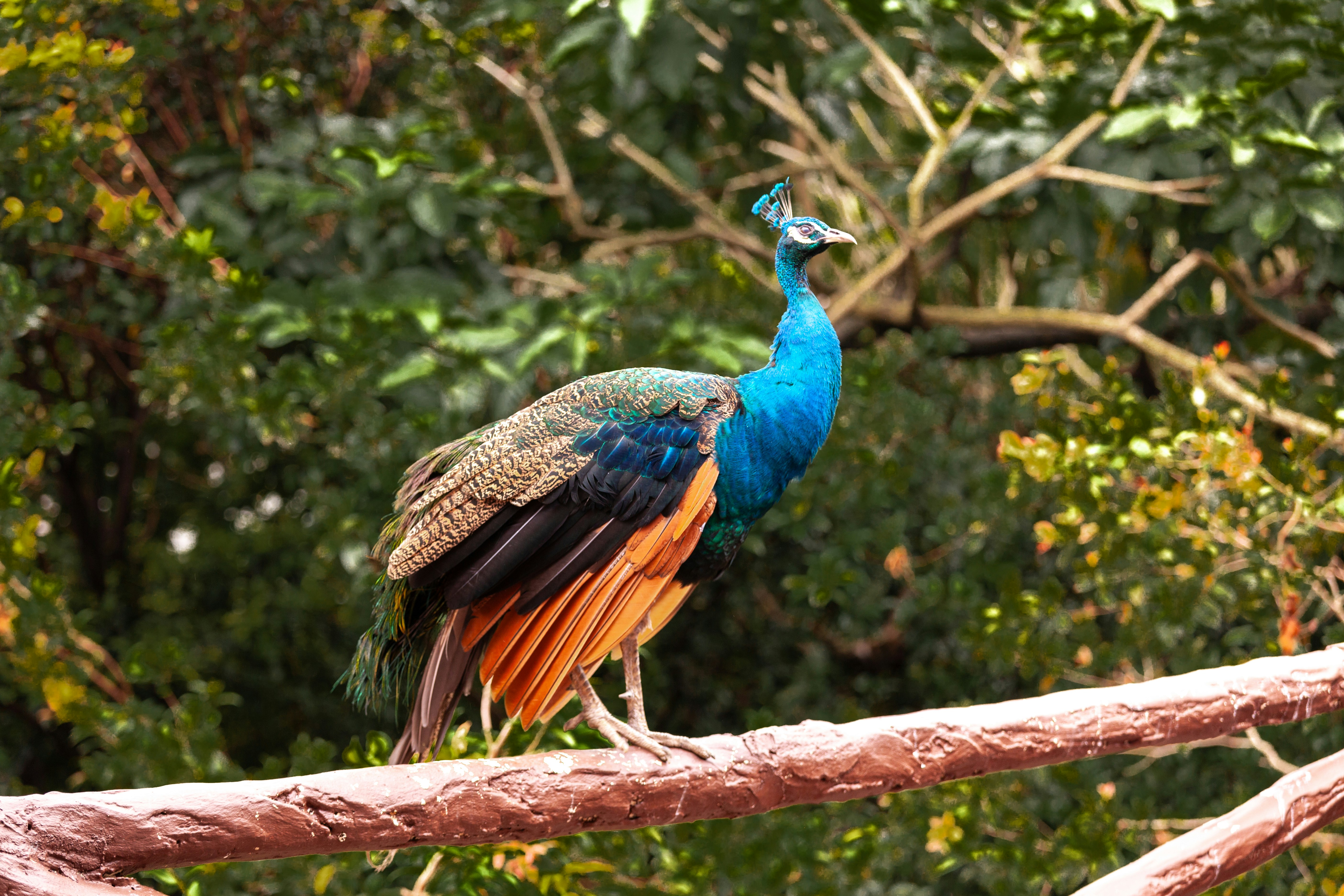 A colorful bird sitting on top of a tree branch