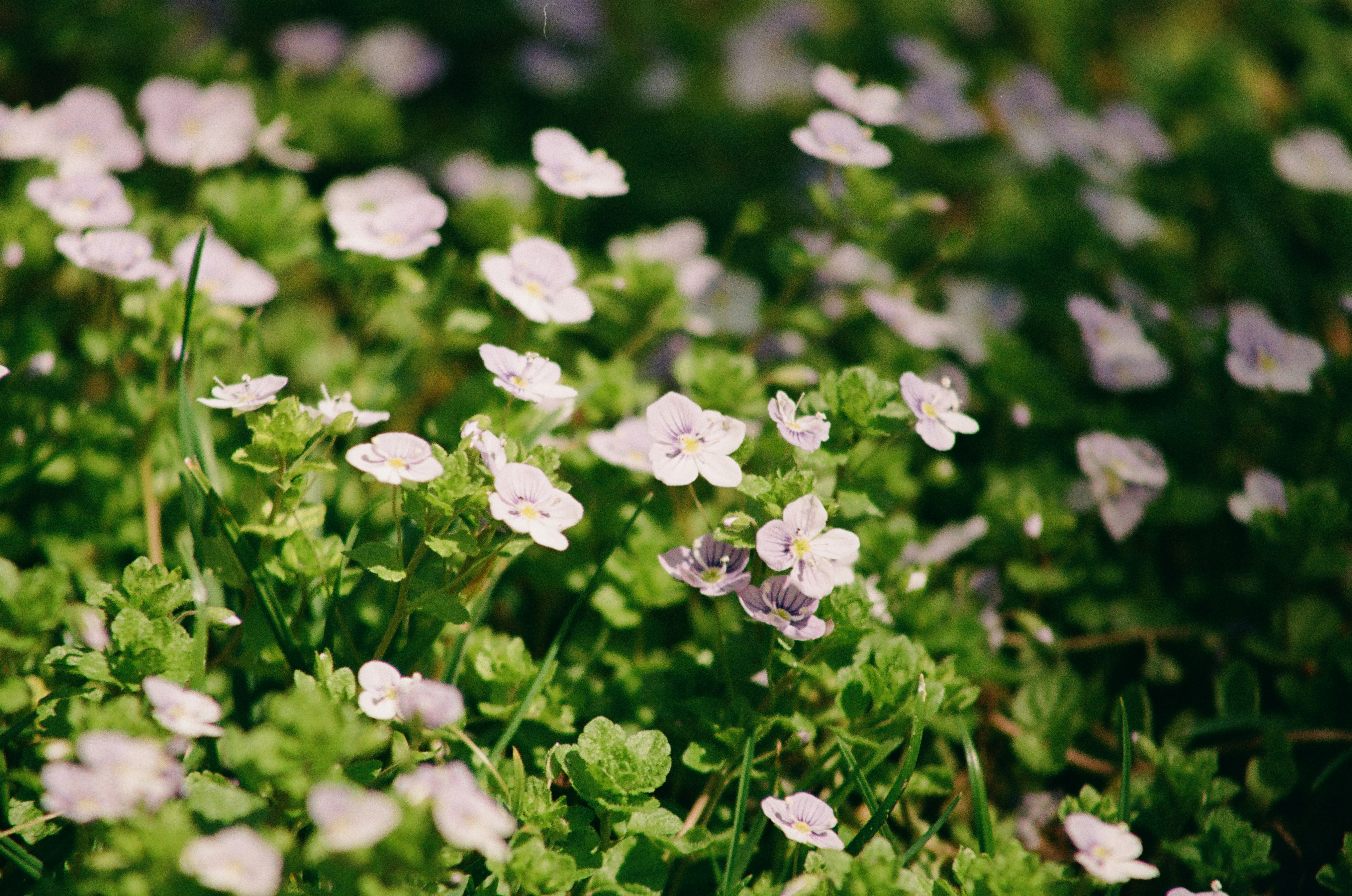 Photo by mineral_of_demon