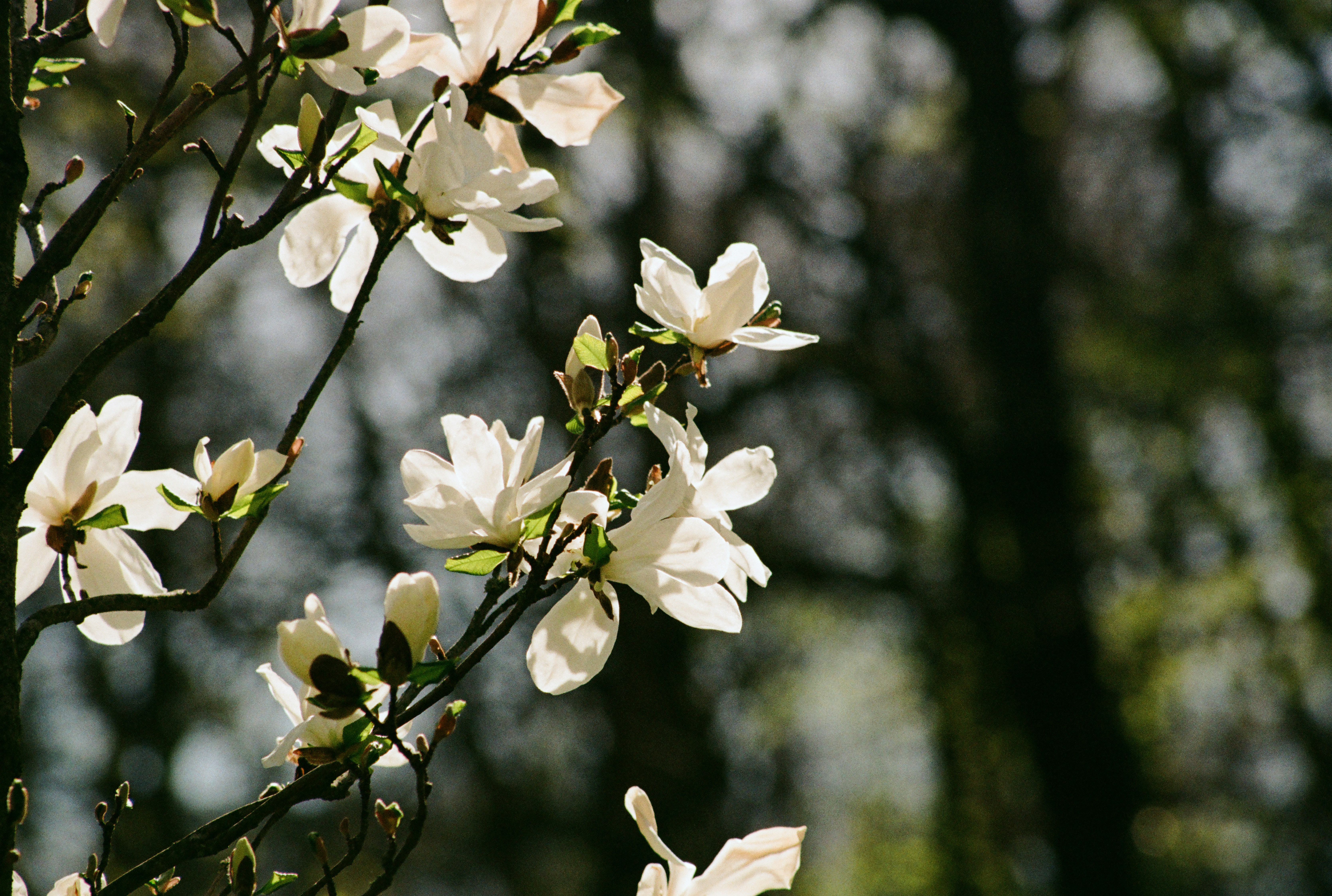 Photo by mineral_of_demon