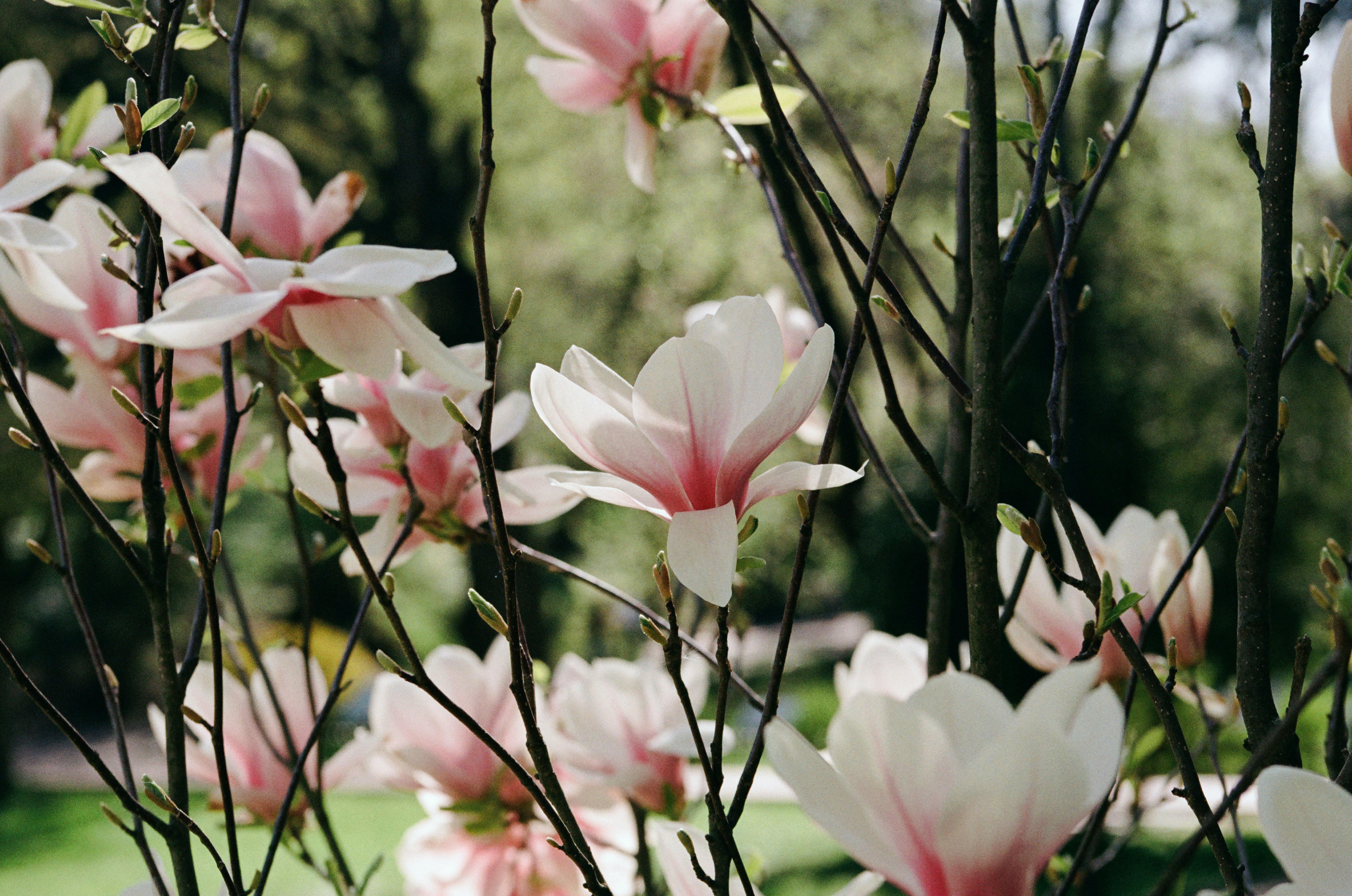 Photo by mineral_of_demon