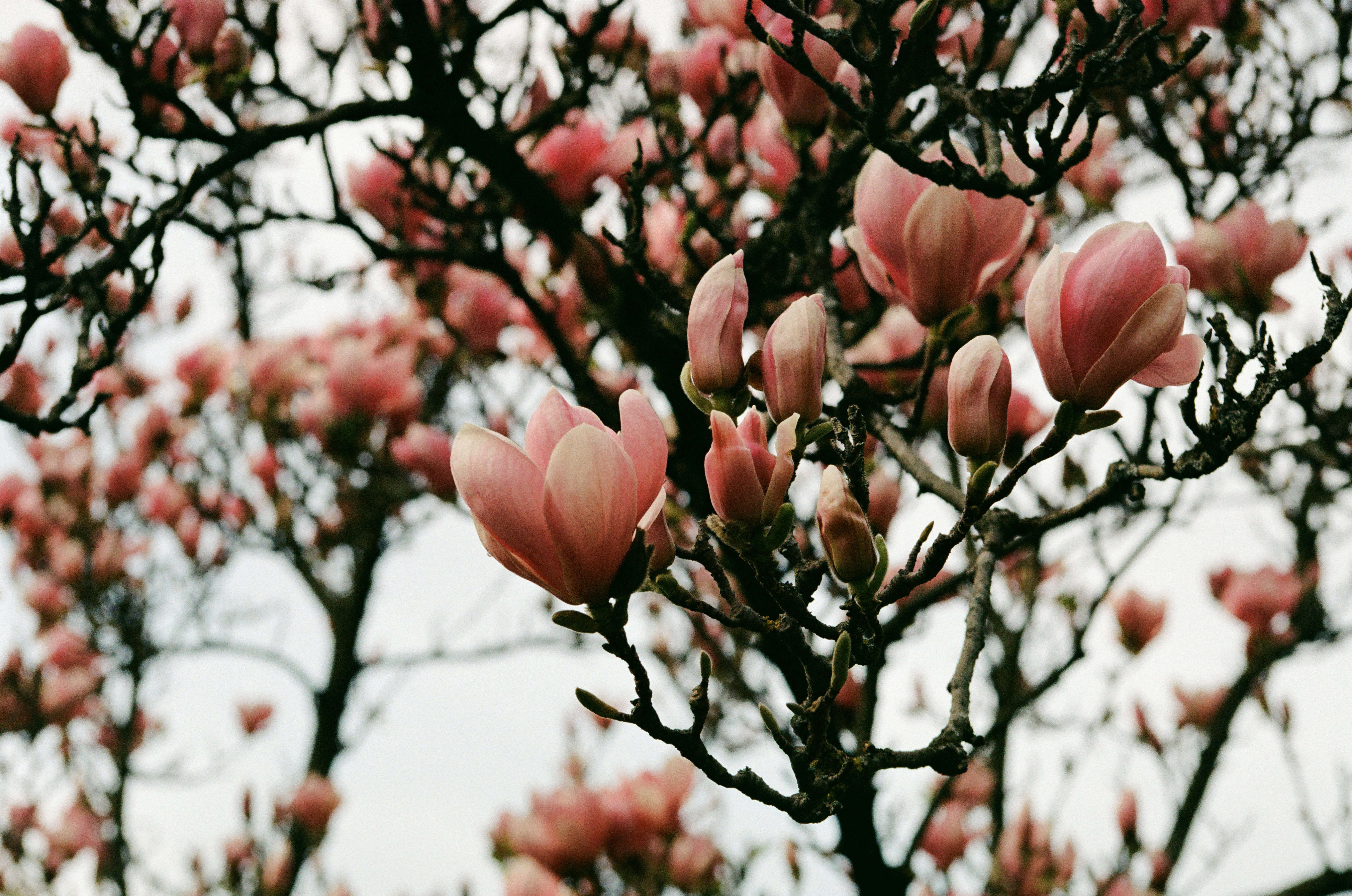 Photo by mineral_of_demon