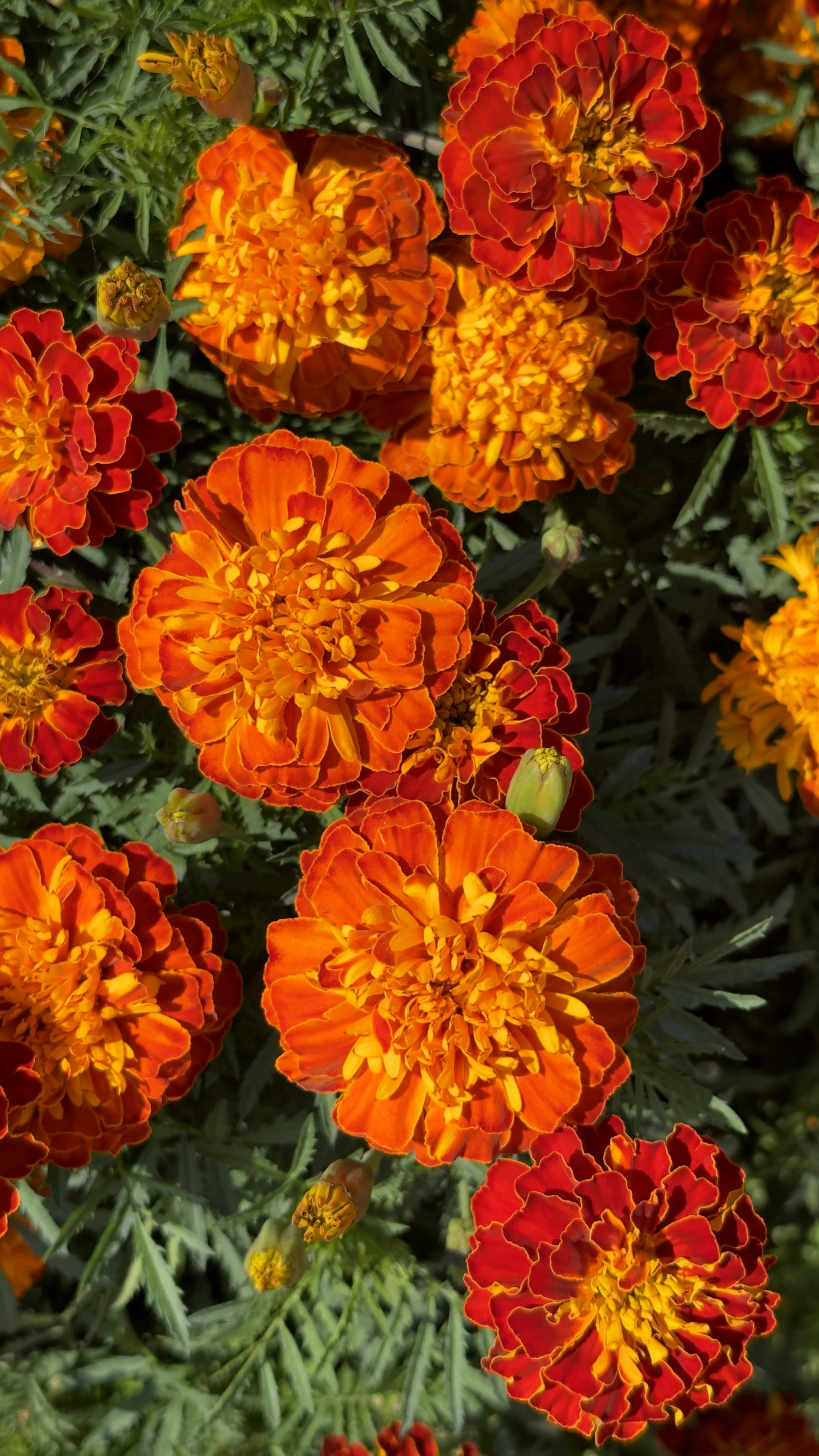 A bunch of orange and yellow flowers in a garden