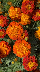 A bunch of orange and yellow flowers in a garden