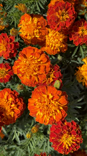 A bunch of orange and yellow flowers in a garden