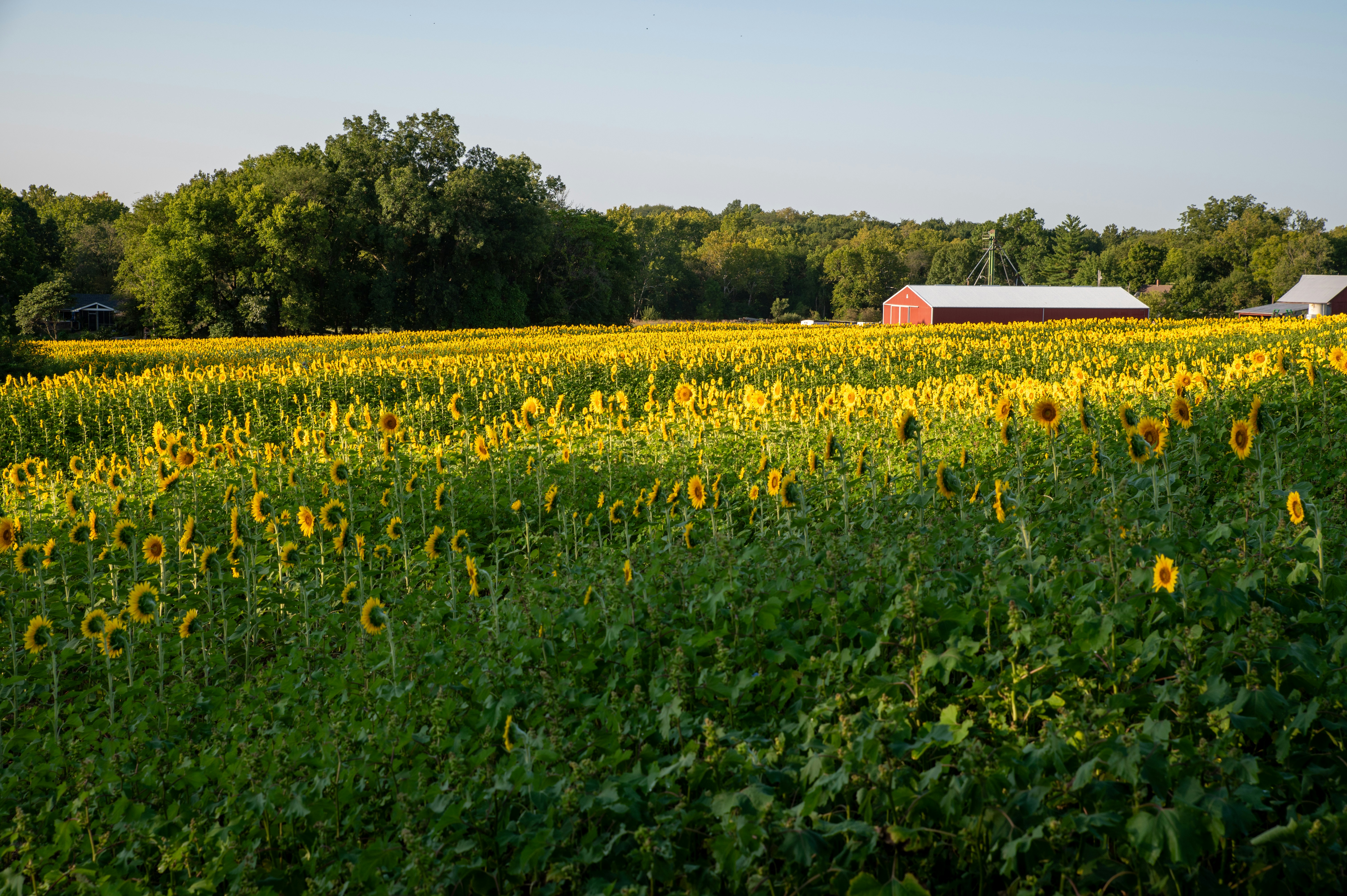 A sunflower field with a barn in the background