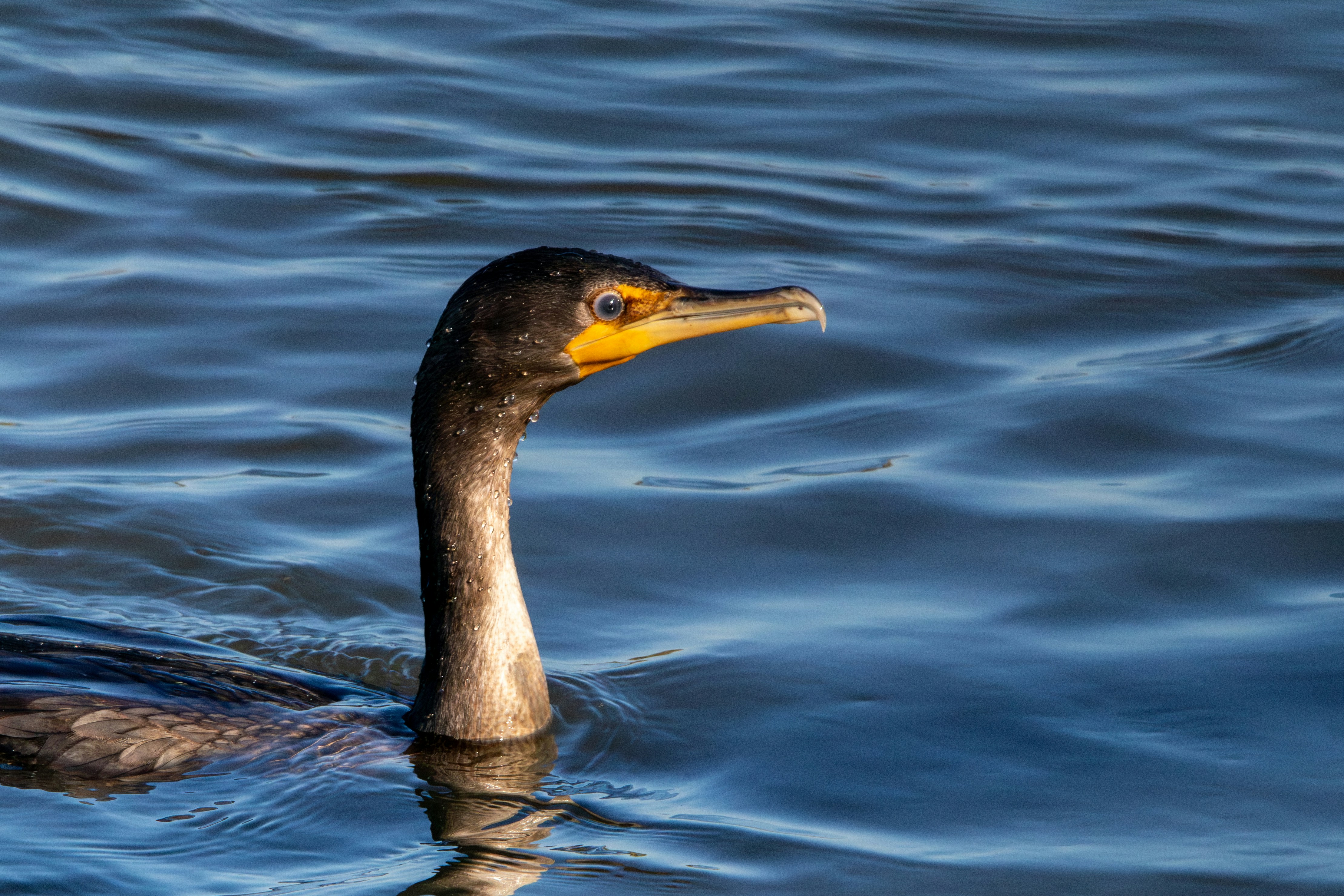 Photo by ucwhphotography