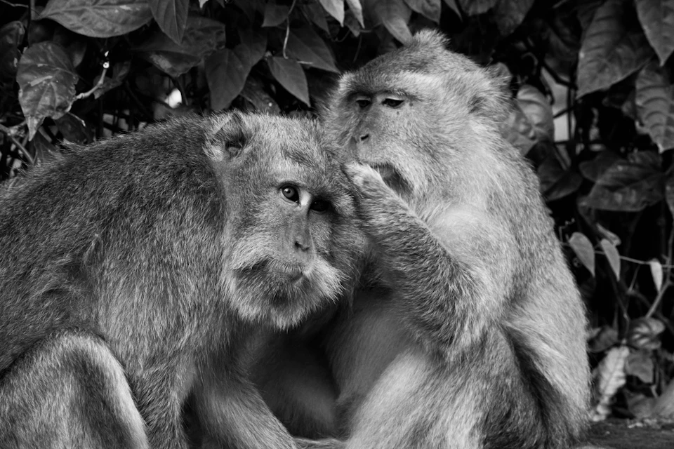 Two monkeys interact in natural habitat, one sitting on ground with back to camera
