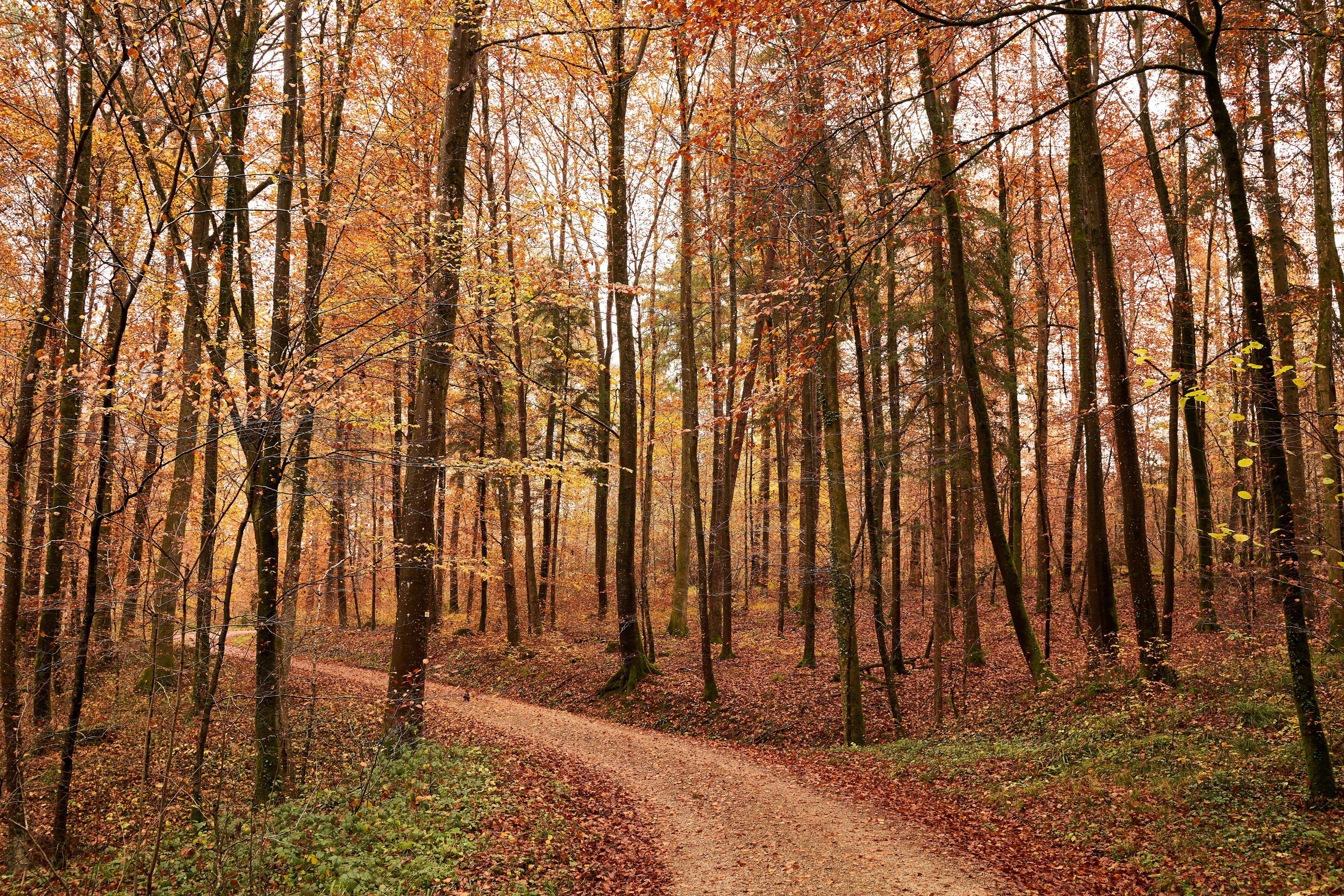 Photo by wolfgang_hasselmann