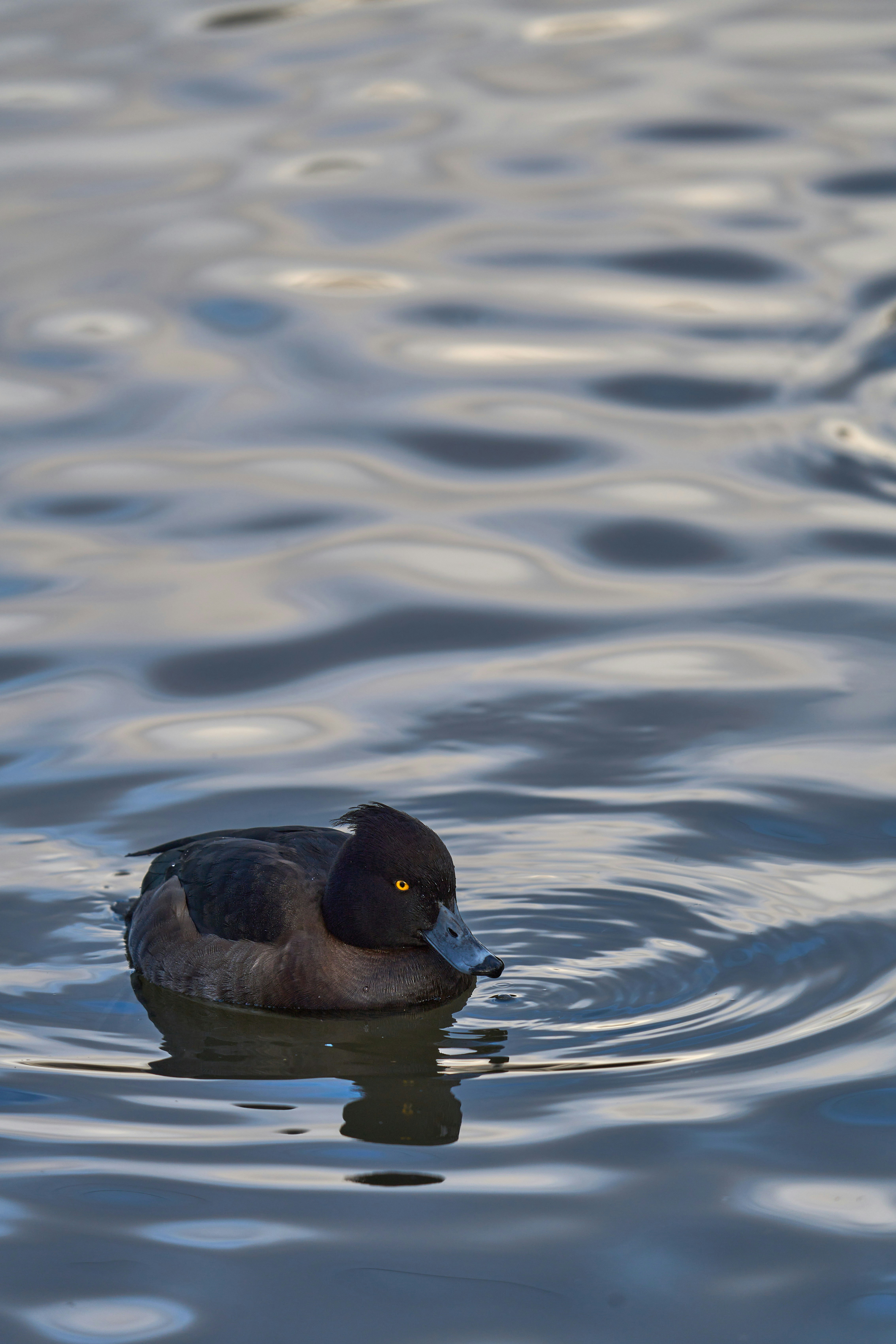 Photo by wolfgang_hasselmann