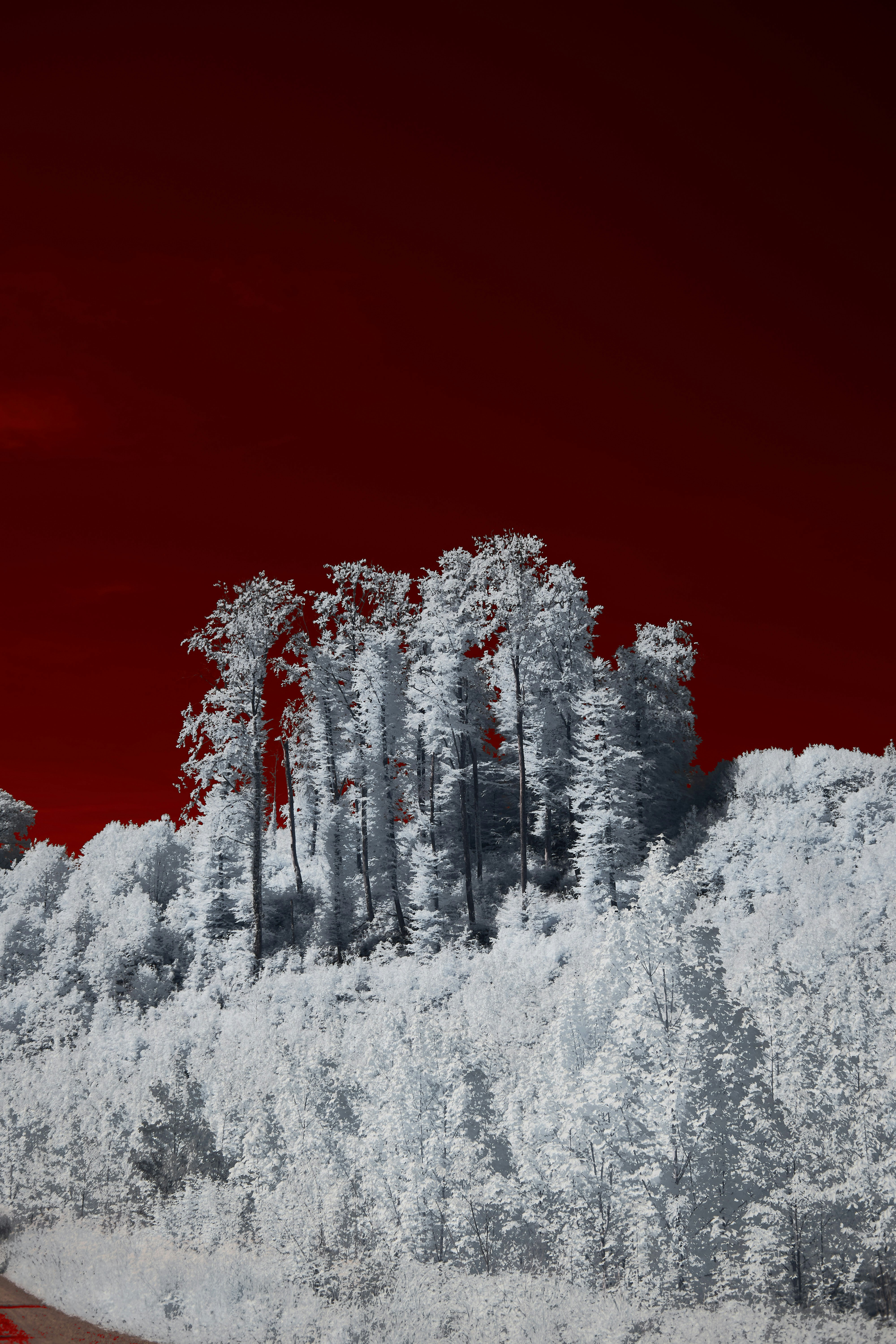 Photo by wolfgang_hasselmann