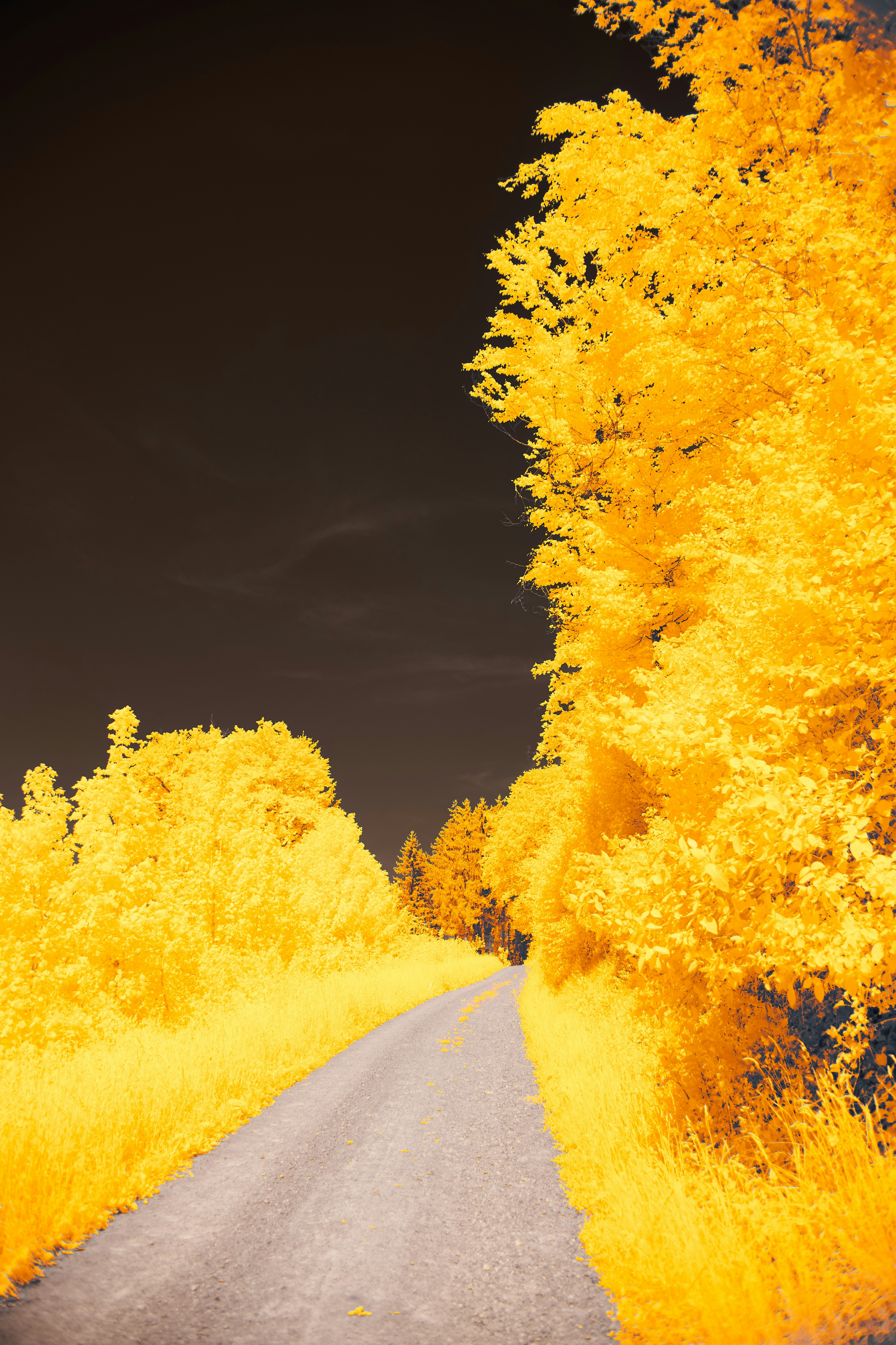 Photo by wolfgang_hasselmann