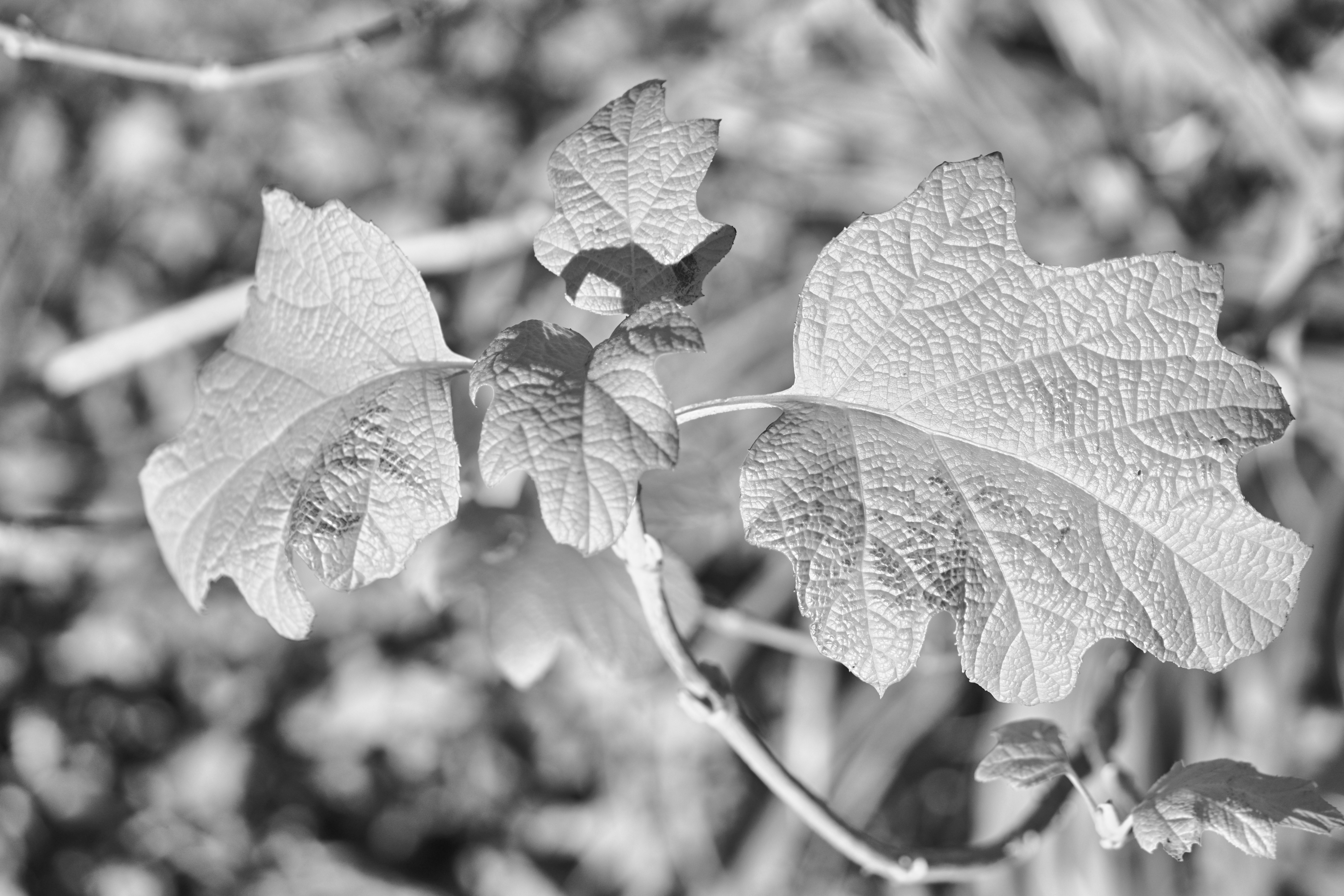 Photo by wolfgang_hasselmann